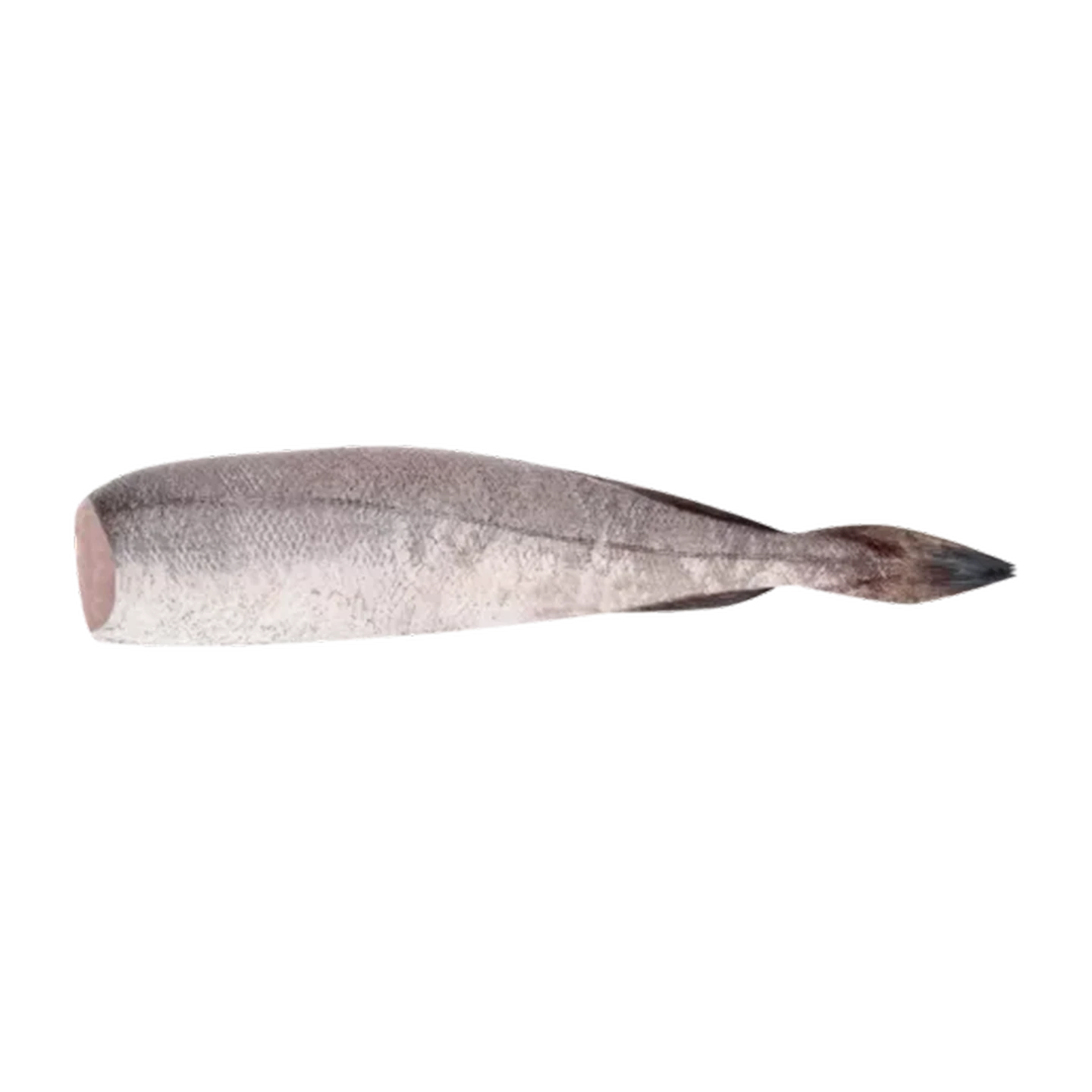 best fish hooks for catfish Dovesun 10PCS Circle Rigs Pre-Rigged Rig Saltwater Freshwater Fishing Hooks for Catfish 2/0 Boss Hawgs Model:BG MQ 4000 External Aquarium Breeding Box this blood red 3/0