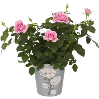 Roses Pot Plant (Colour May Vary)