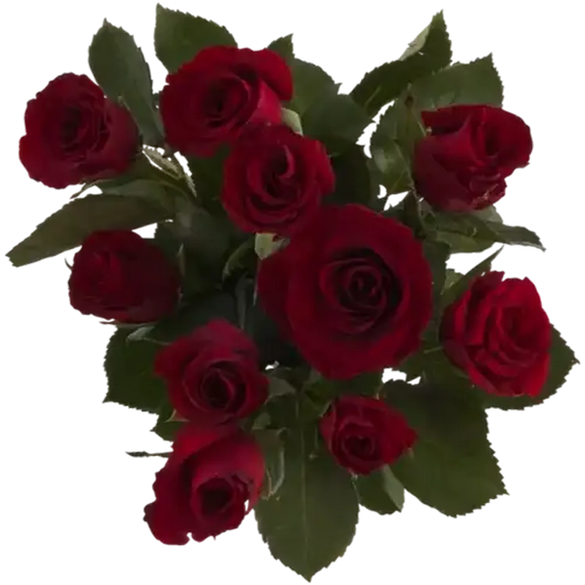 Checkers Sixty60 | Red Flowers Rose Bunch (Vase Not Included)