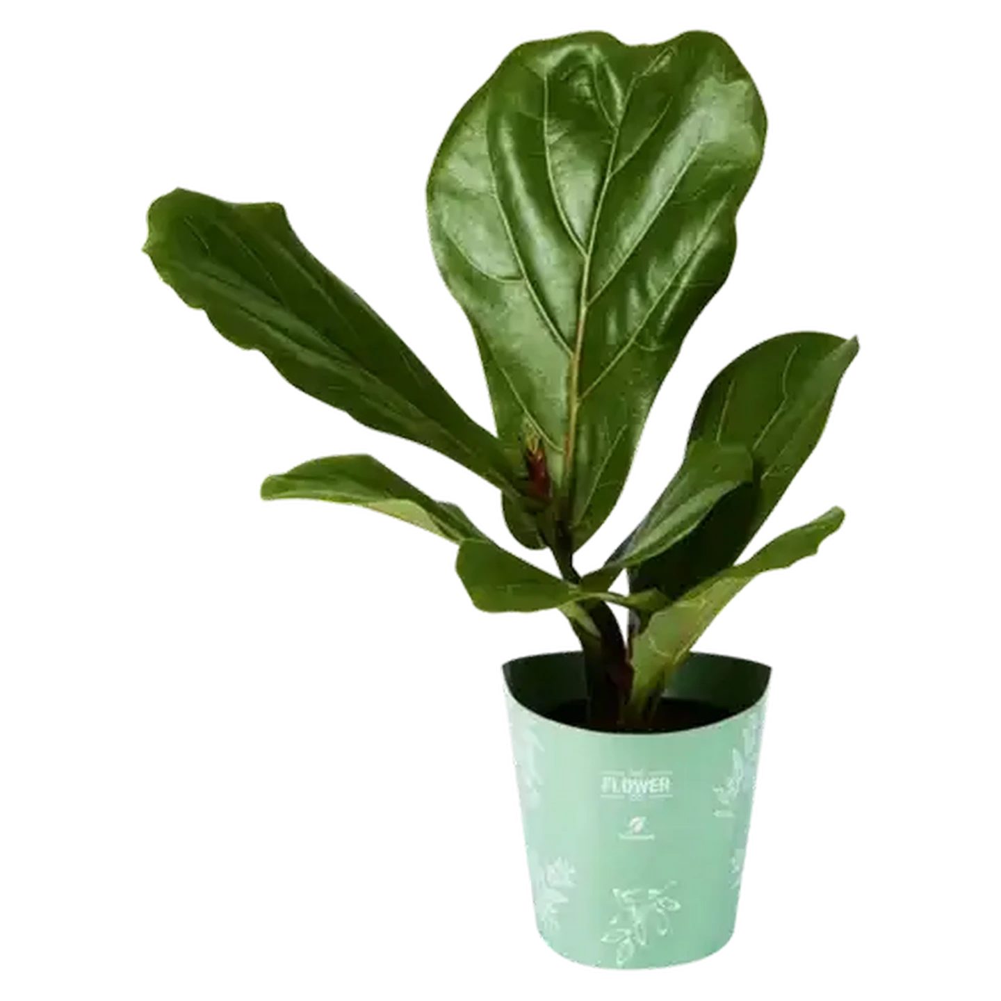 Checkers Sixty60 | The Flower Co Pot Plant Single