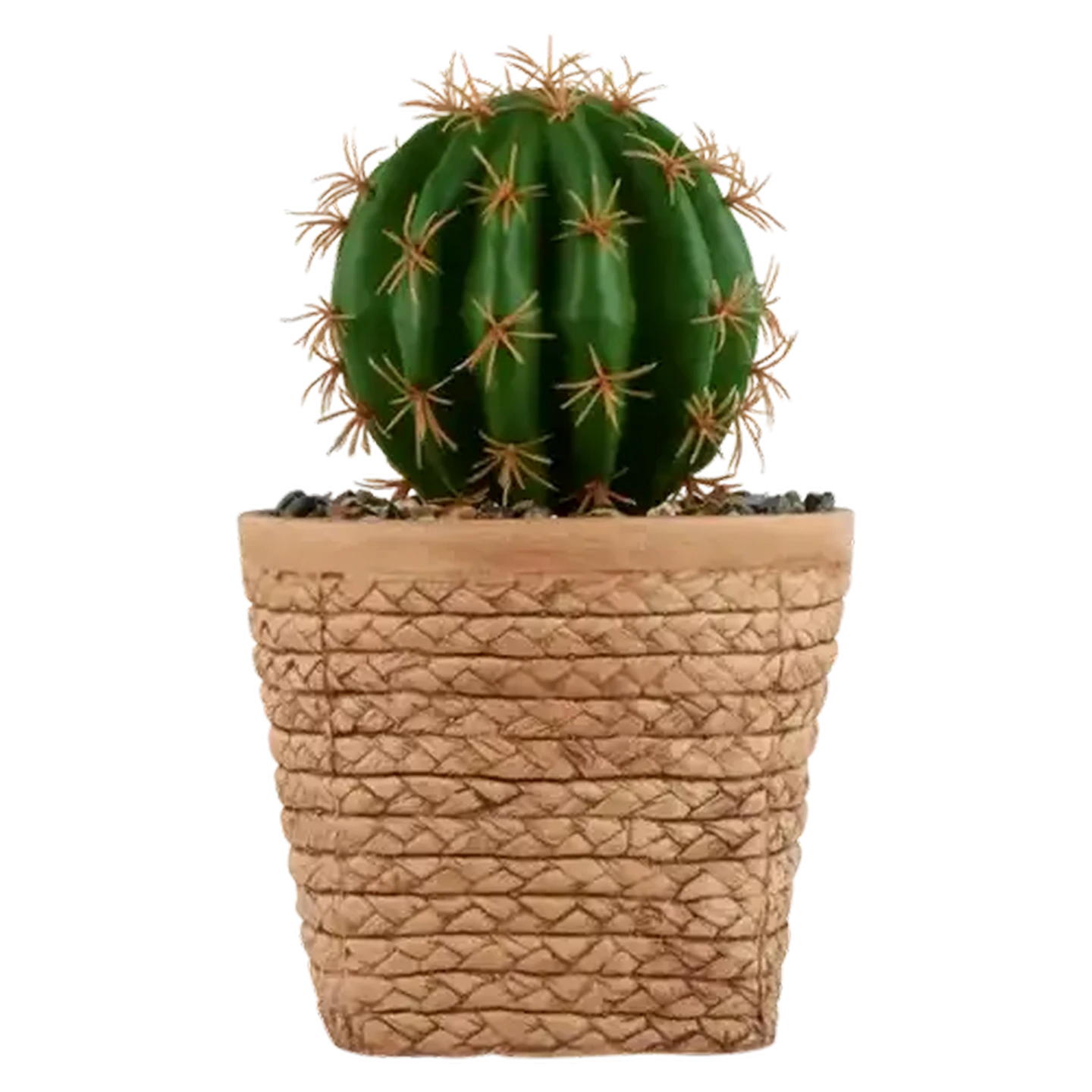 Image of Round Cactus In Basket