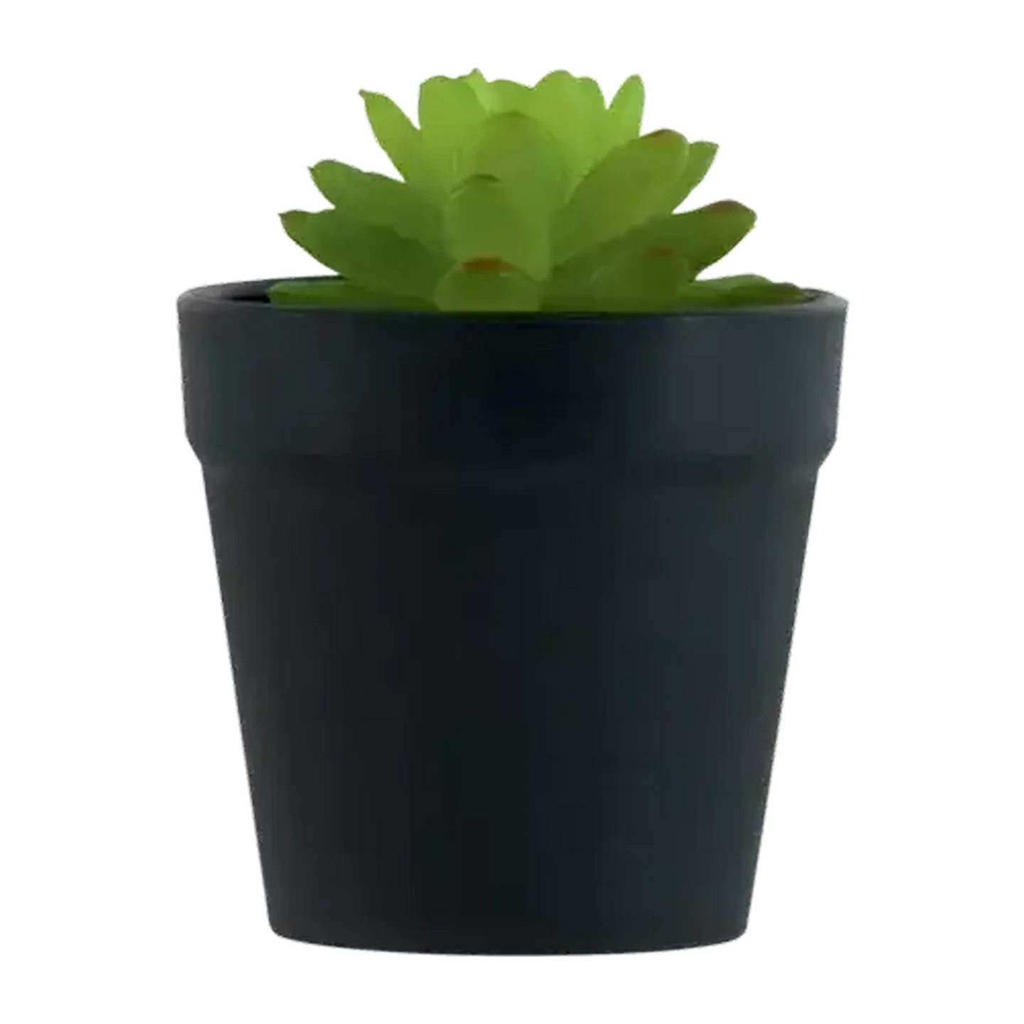 Image of Cactus In Black Pot Plant (Type May Vary)