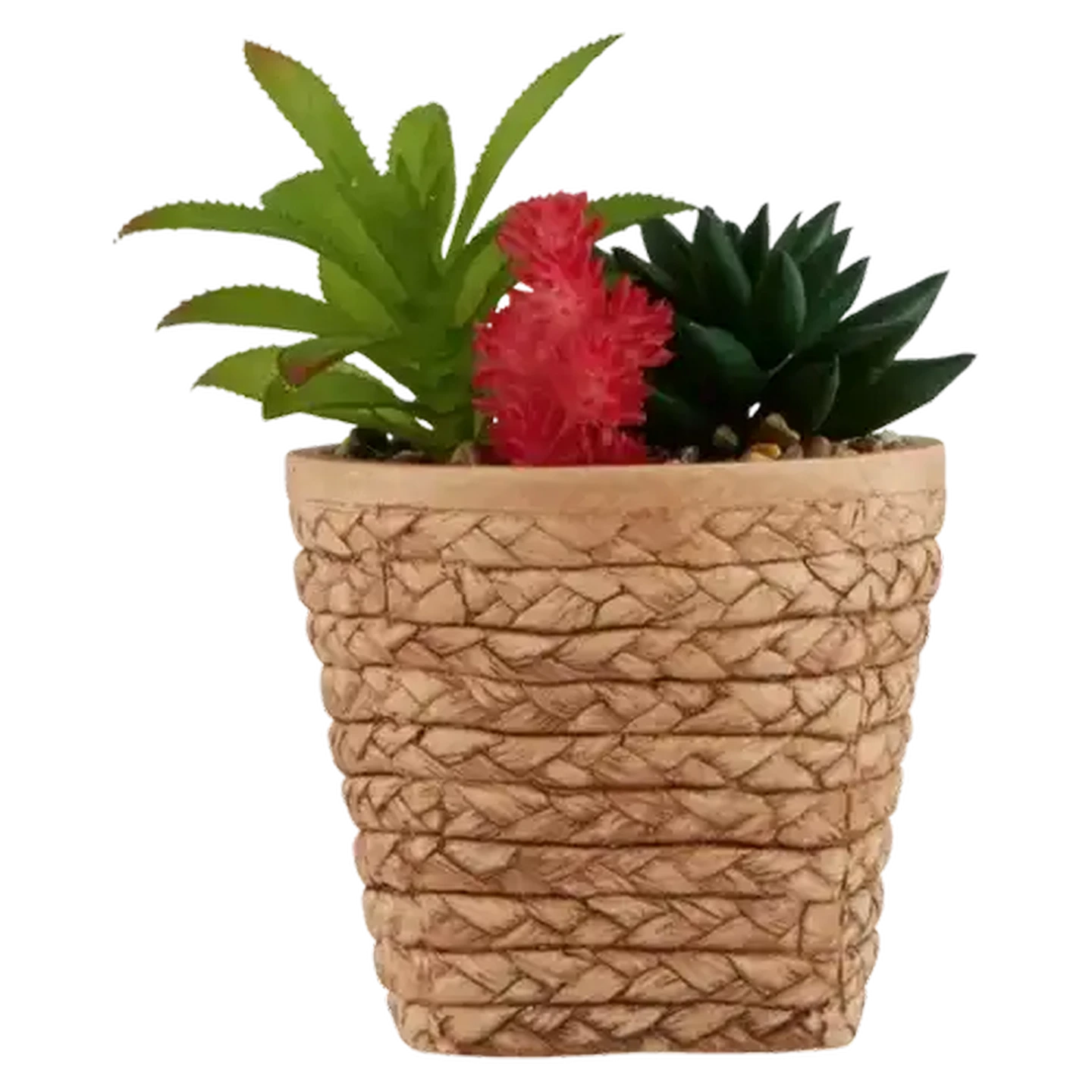 Image of Cactus In Basket