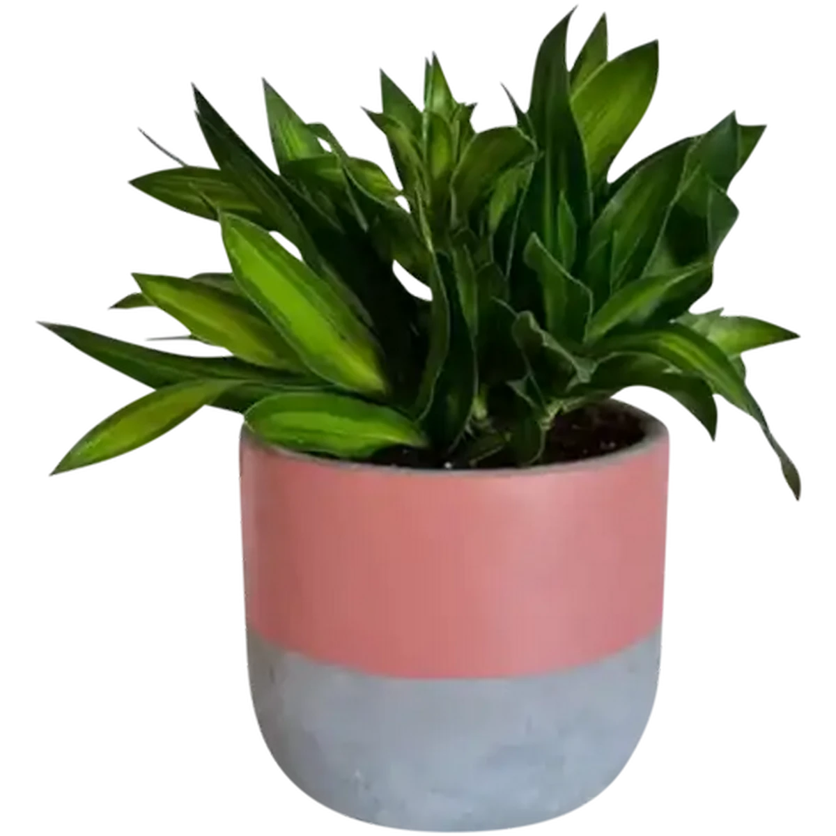 plant water pot Self Watering Decorative Plant Pot – Organicbazar main image 0