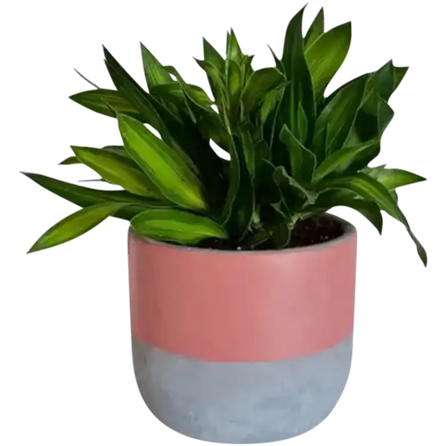 Image of Pot Plant