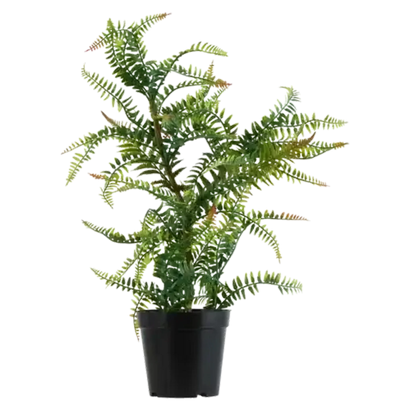 Image of Fern Plant In Black Pot