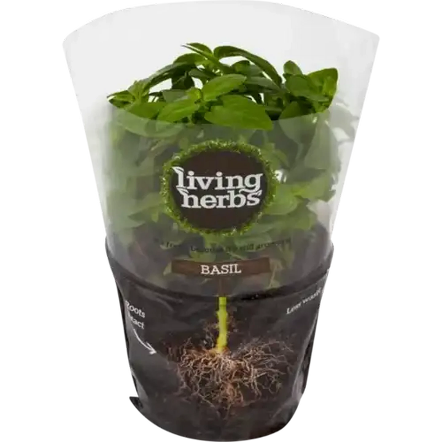 Image of Living Herbs Basil