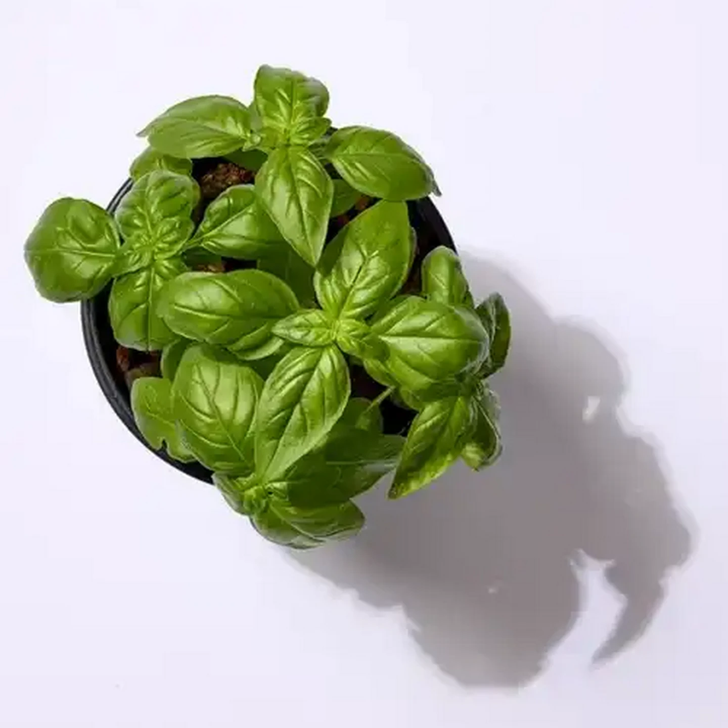 Image of Living Herbs Basil