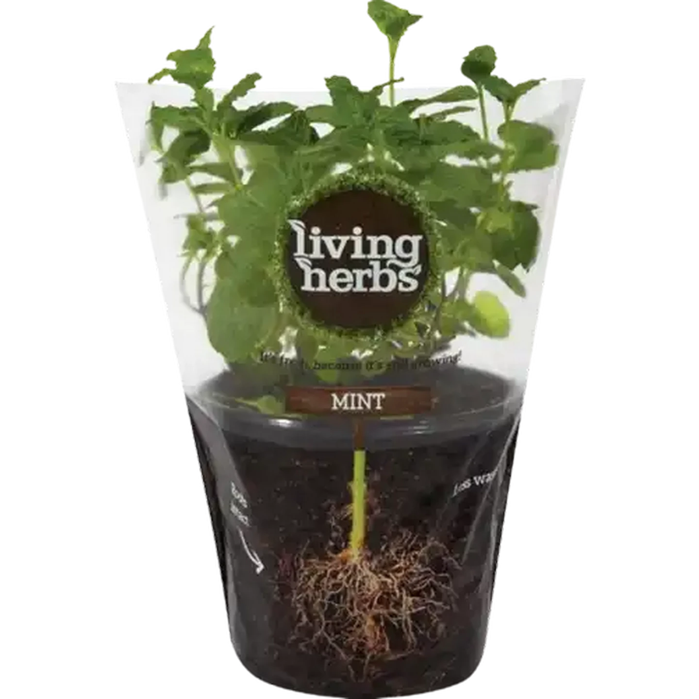 Image of Living Herbs Mint