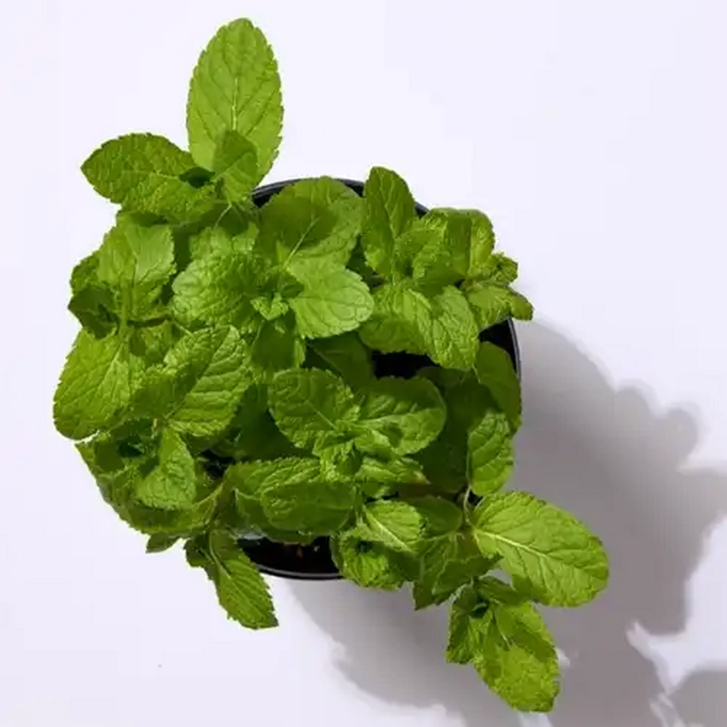 Image of Living Herbs Mint