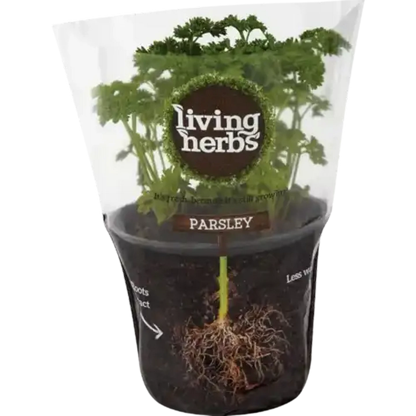Image of Living Herbs Parsley