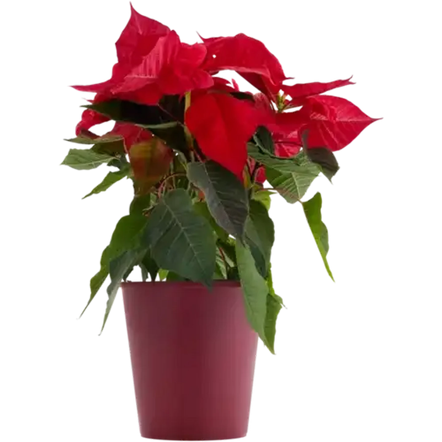 Checkers Sixty60 | Poinsettia Pot Plant