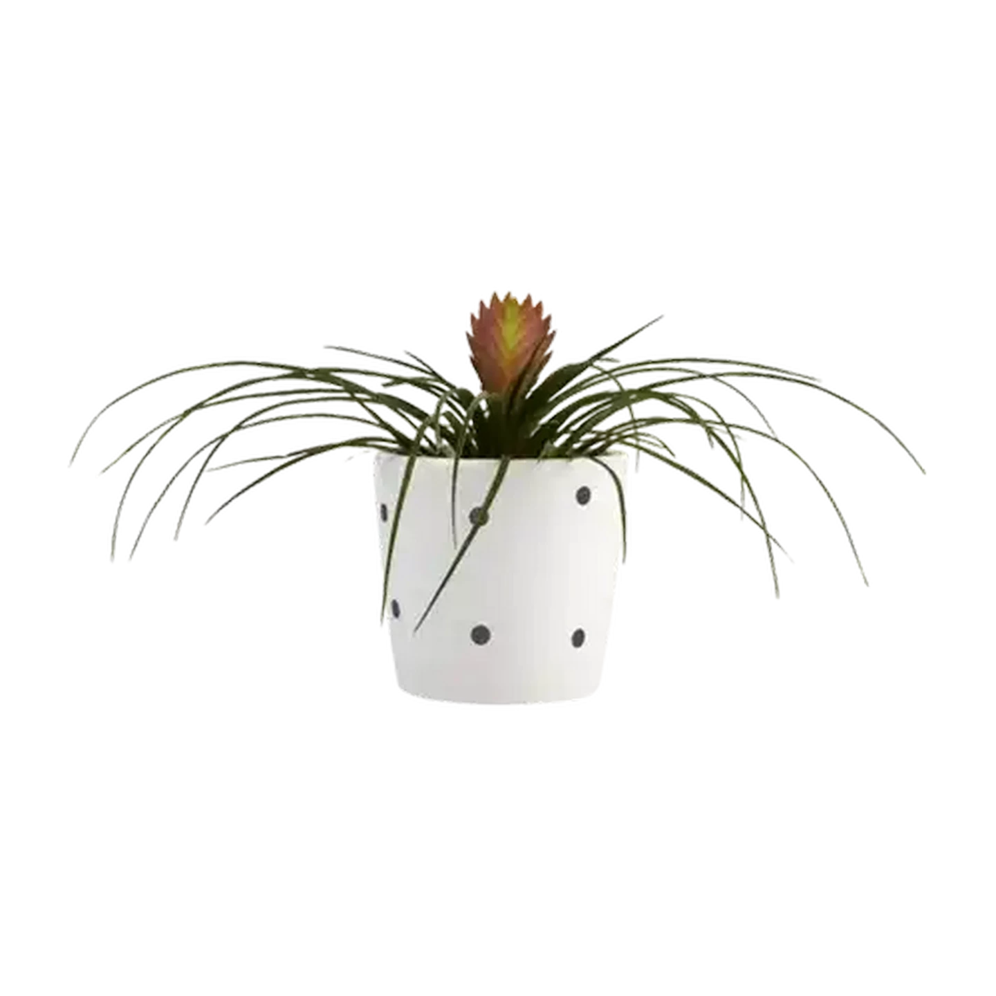 Image of Tillandsia Pot Plant