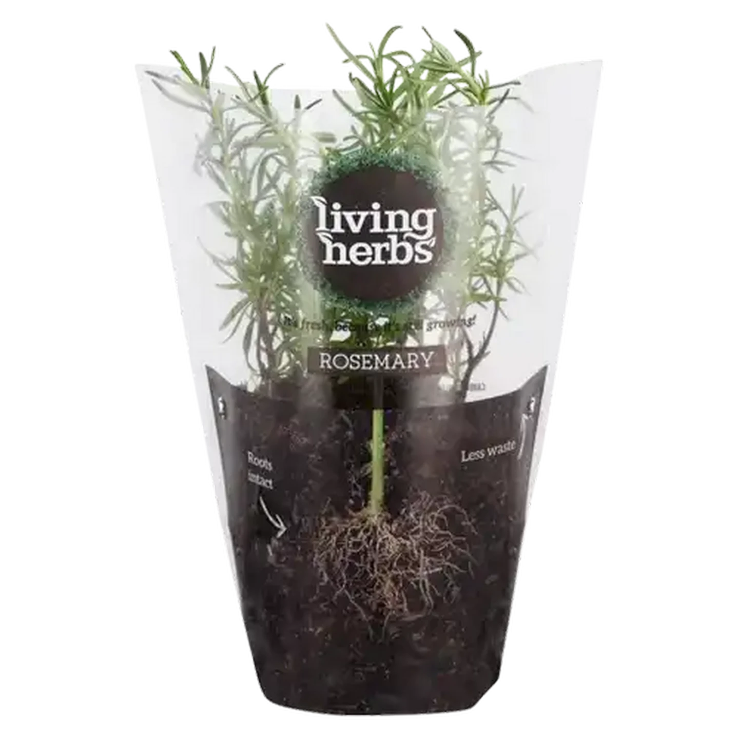 Image of Living Herbs Rosemary