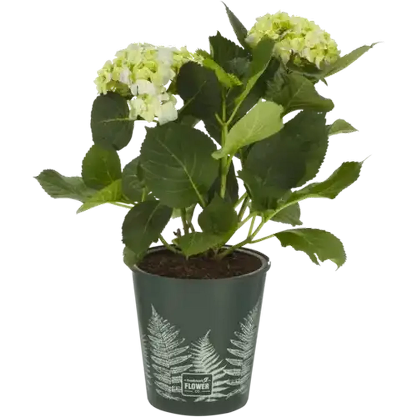 Checkers Sixty60 | Hydrangea Flower Pot Plant