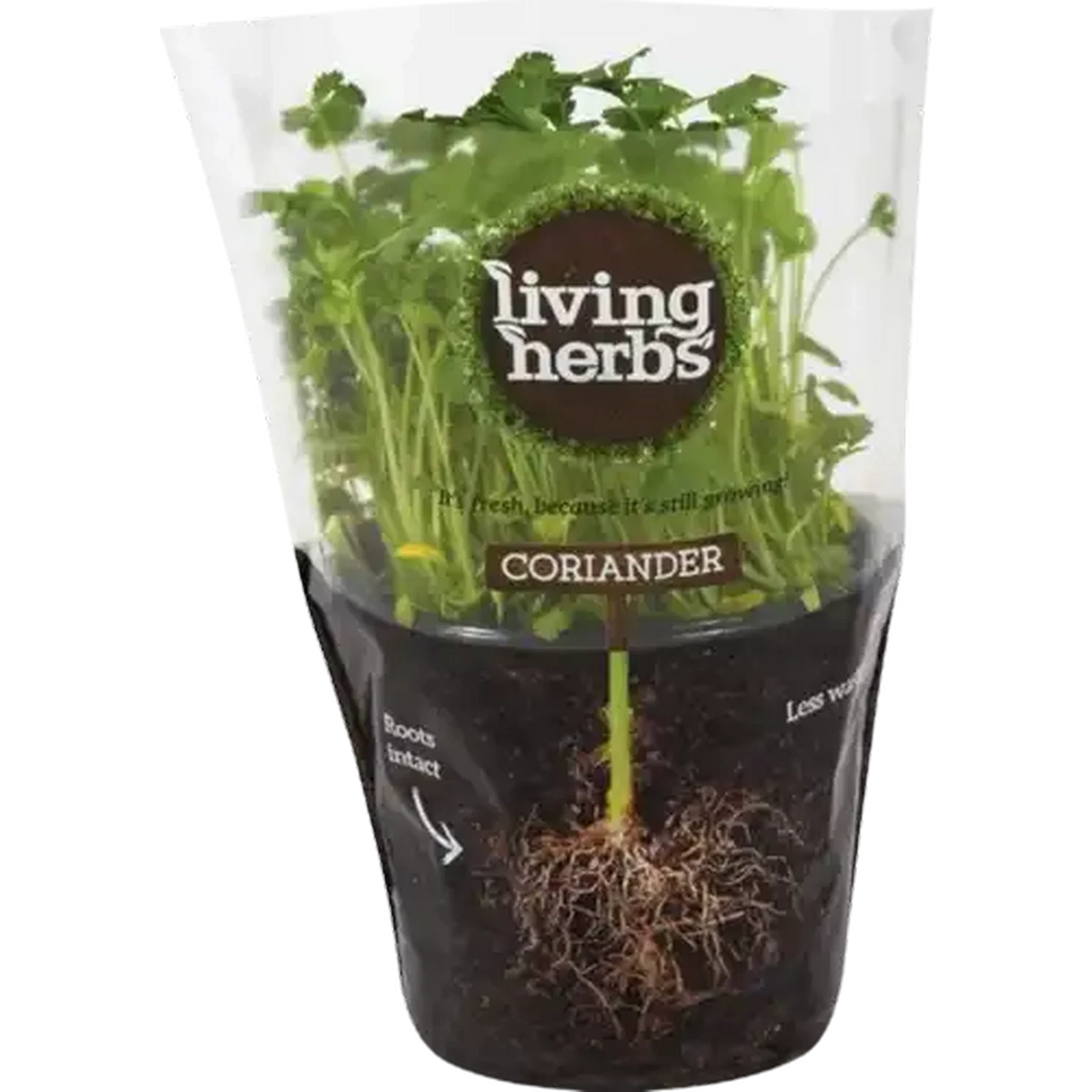 Image of Living Herbs Coriander