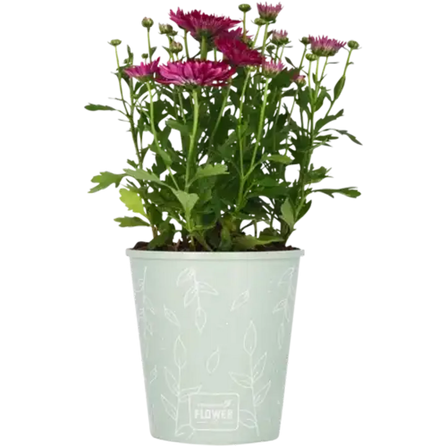 caring for croton mammy Croton Mammy  Plant It Tampa Bay