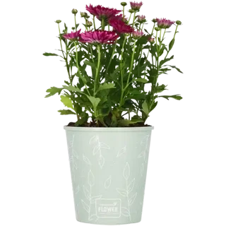 1 gallon pot plant 1 Gallon Trade Black Nursery Pots