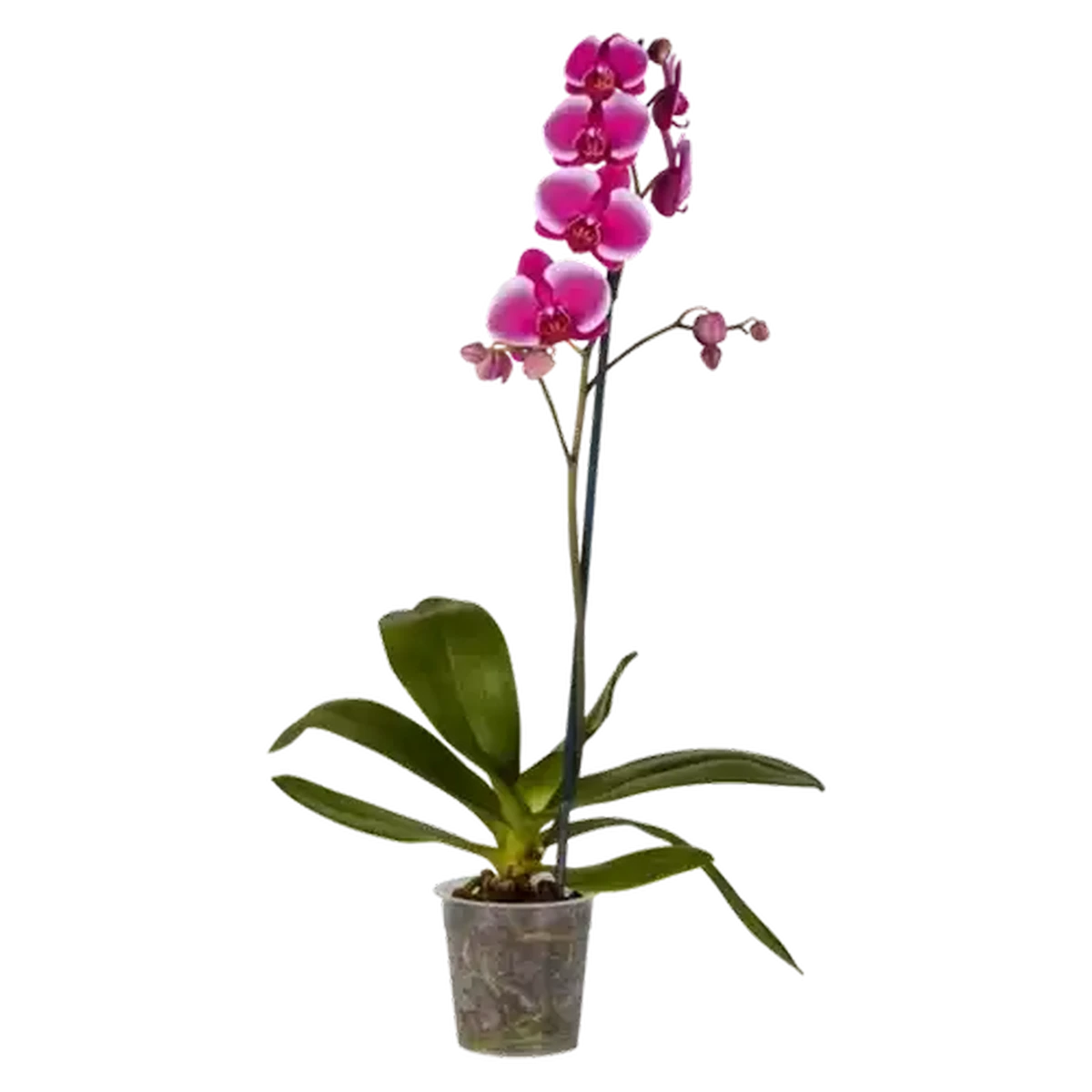 Checkers Sixty60 | Plantimex Phalaenopsis Plant 12cm