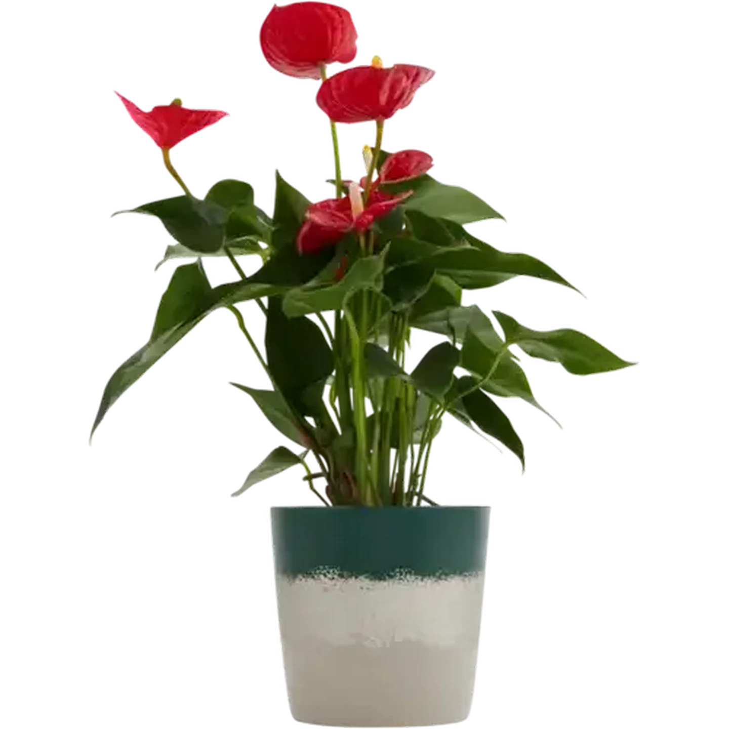 Checkers Sixty60 | Anthurium in Ceramic Pot Plant