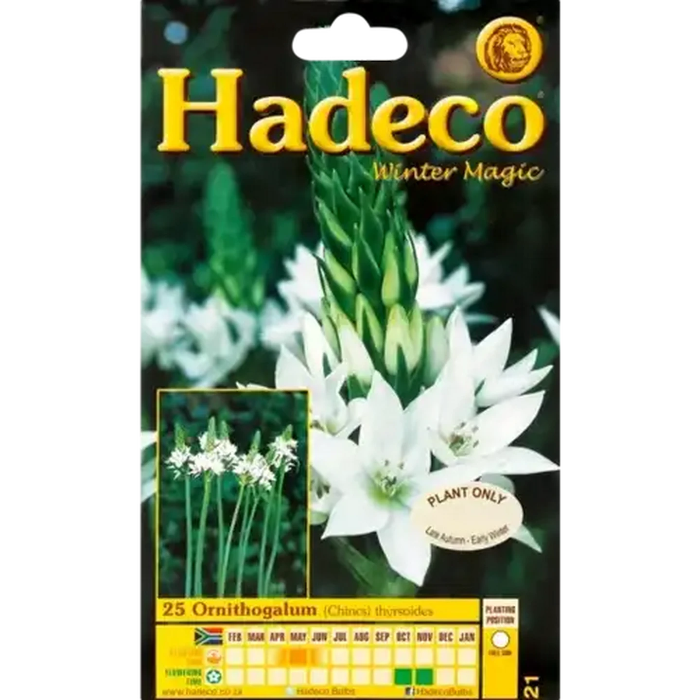 Image of Hadeco Large Ornithogalum Bulbs 20 Pack