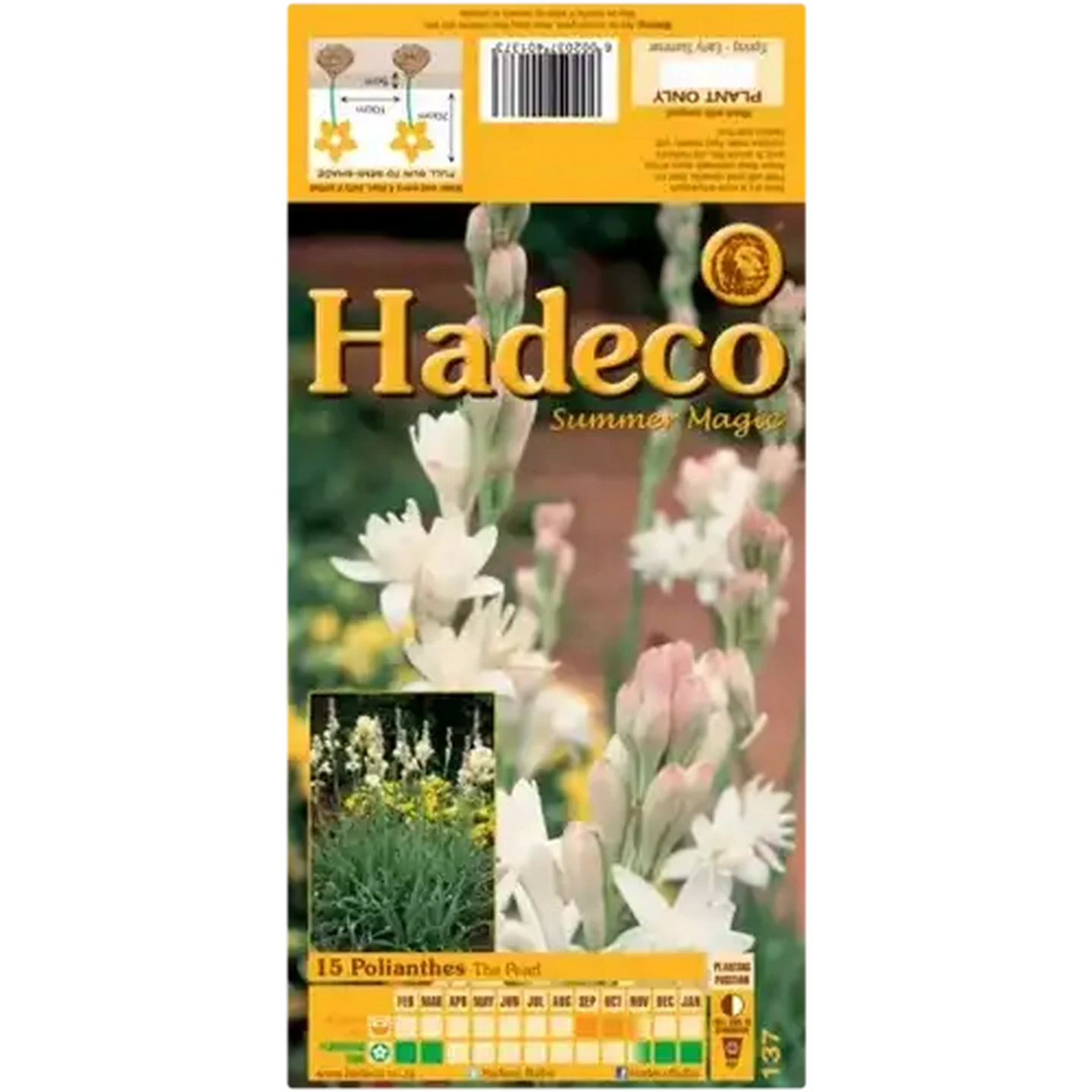 Image of Hadeco Summer Magic The Pearl Polianthes Bulbs 15 Pack