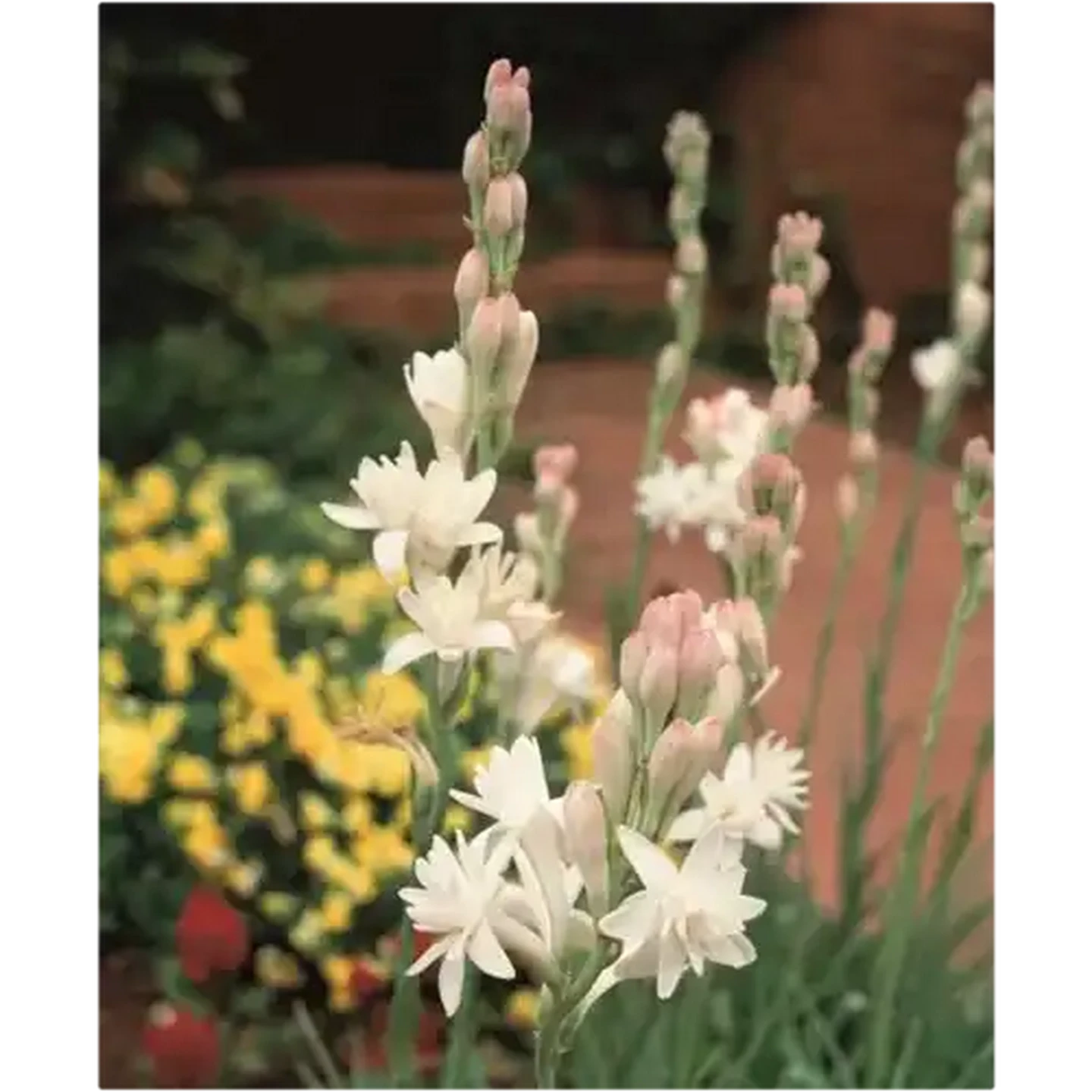 Image of Hadeco Summer Magic The Pearl Polianthes Bulbs 15 Pack