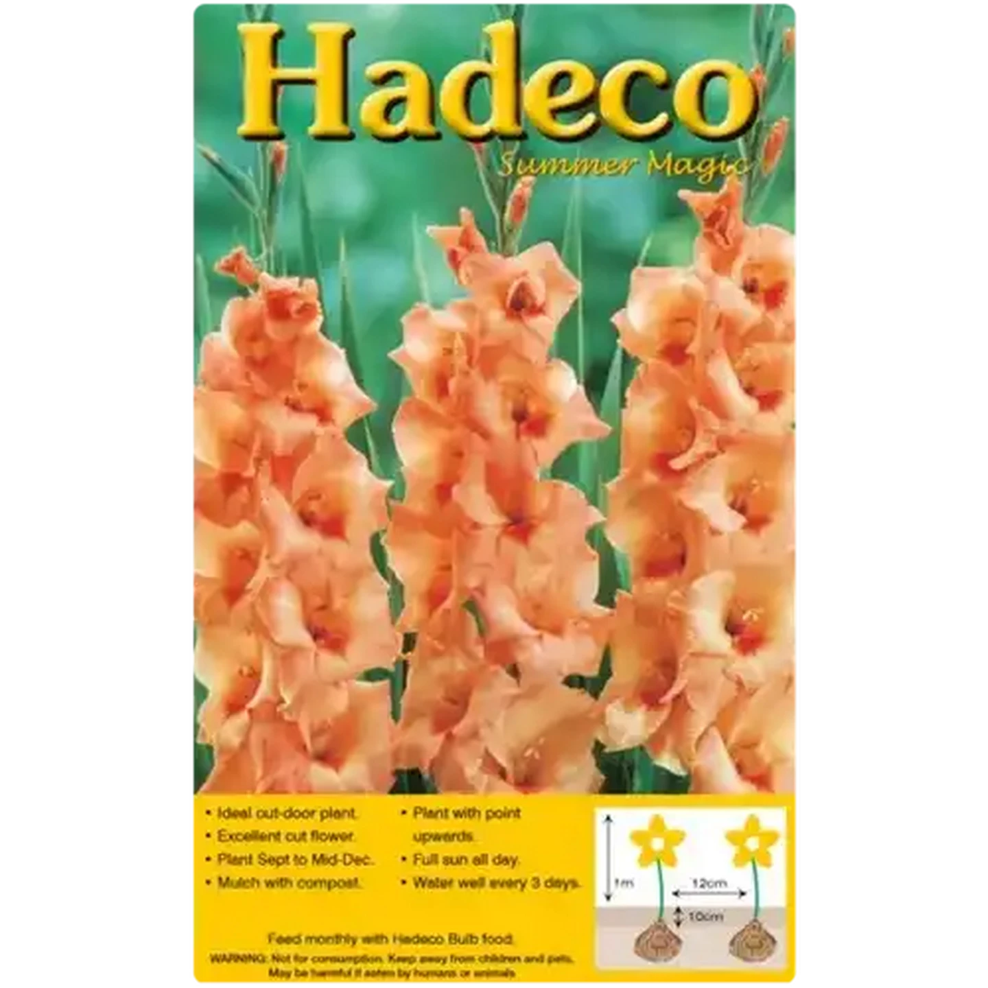 Image of Hadeco Orange Gladioli Bulbs 7-Pack