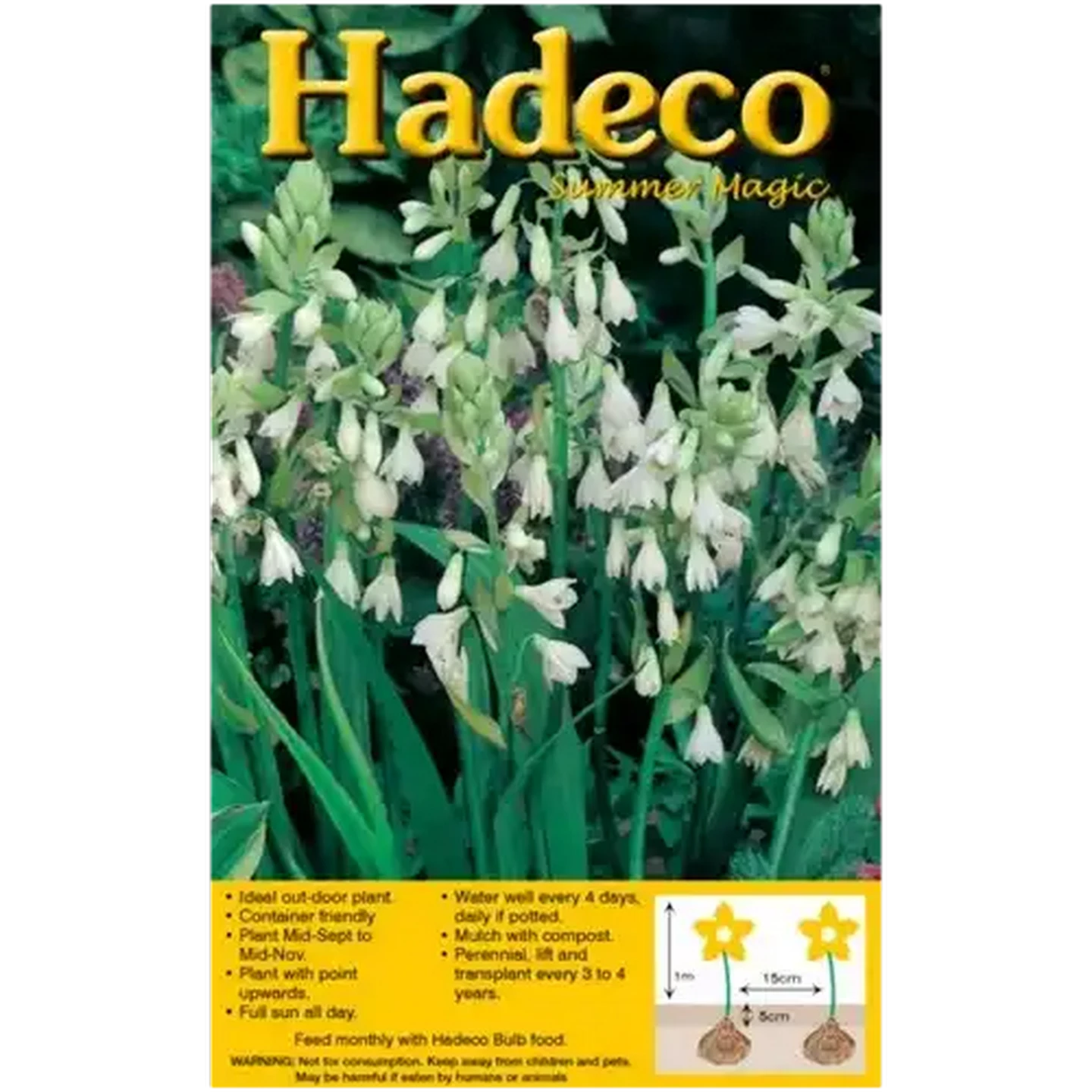 Image of Hadeco Galtonia Bulb