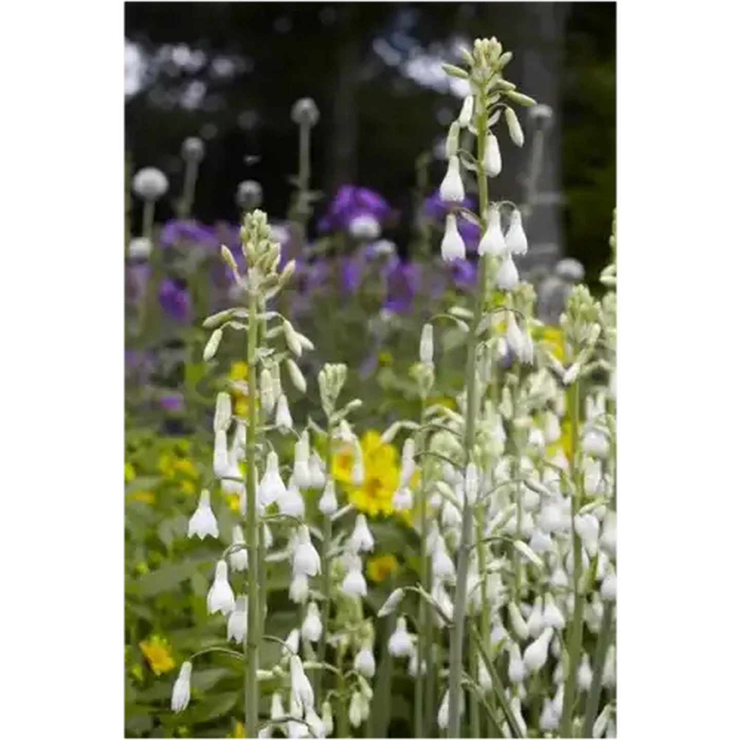 Image of Hadeco Galtonia Bulb