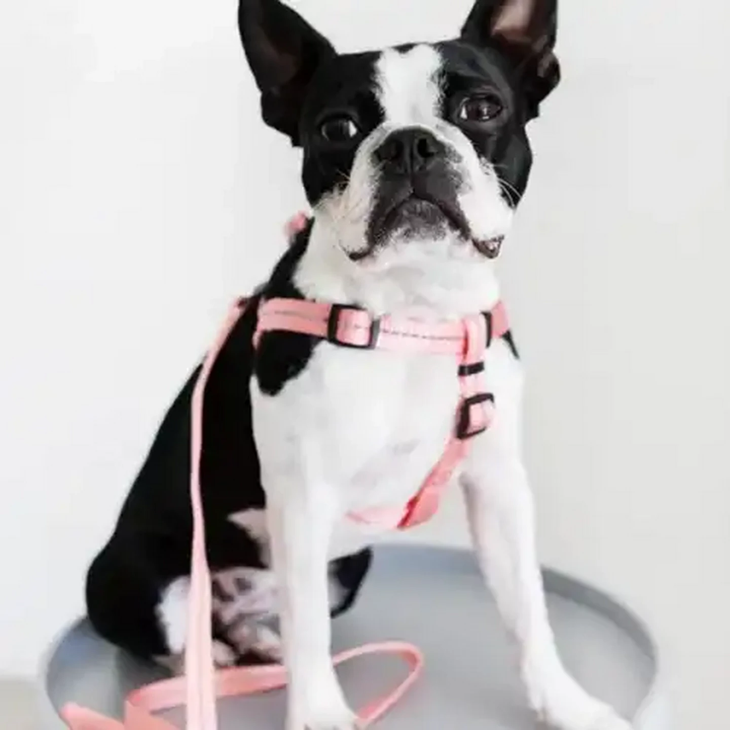 Image of Dog's Life Pink Reflective Supersoft Webbing Step In Dog Harness (Small)