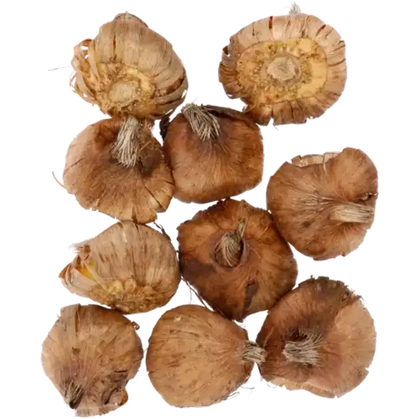 Image of Hadeco Summer Magic Pink Gladioli Bulbs 10 Pack