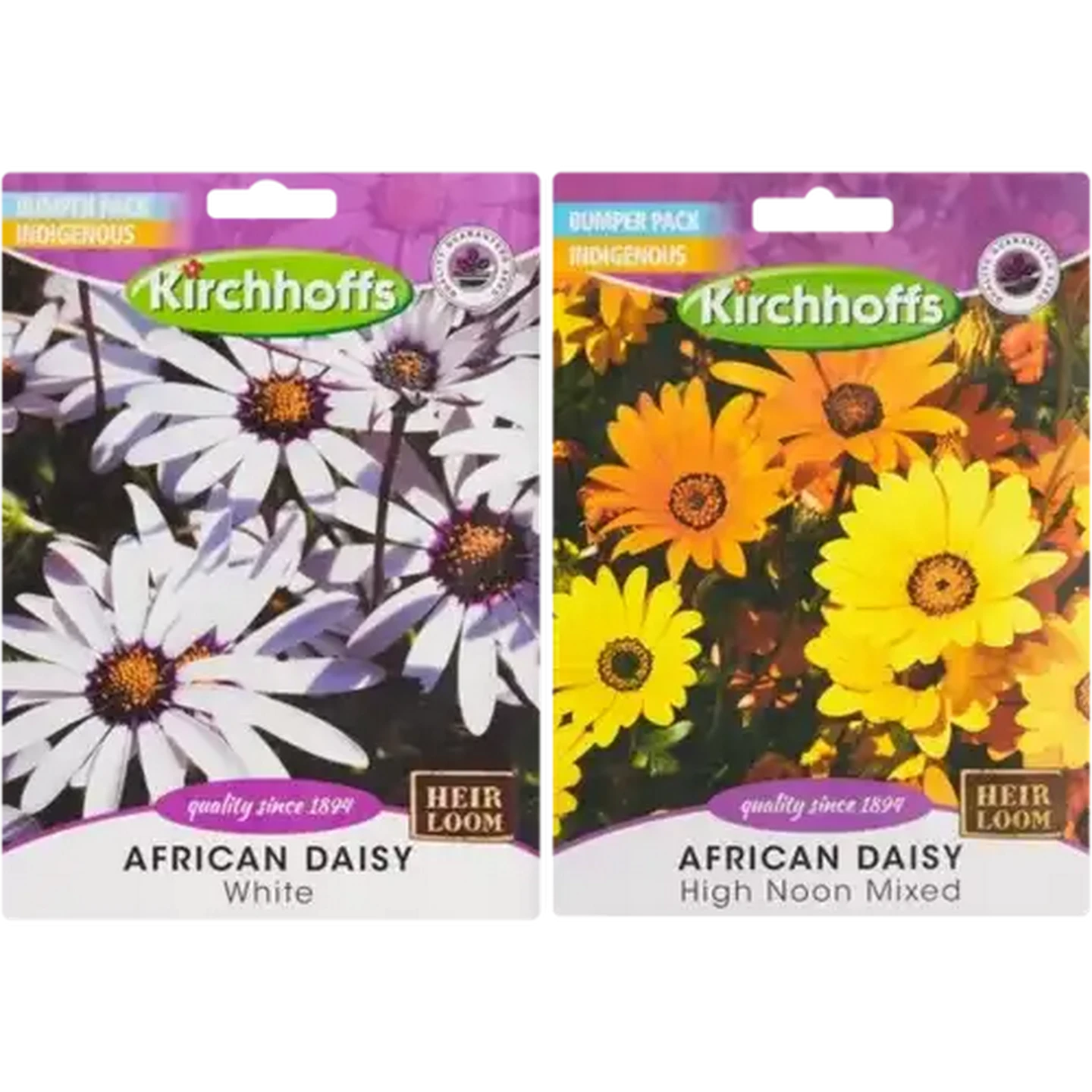 Image of Kirchhoffs African Daisy Seeds (Type May Vary)