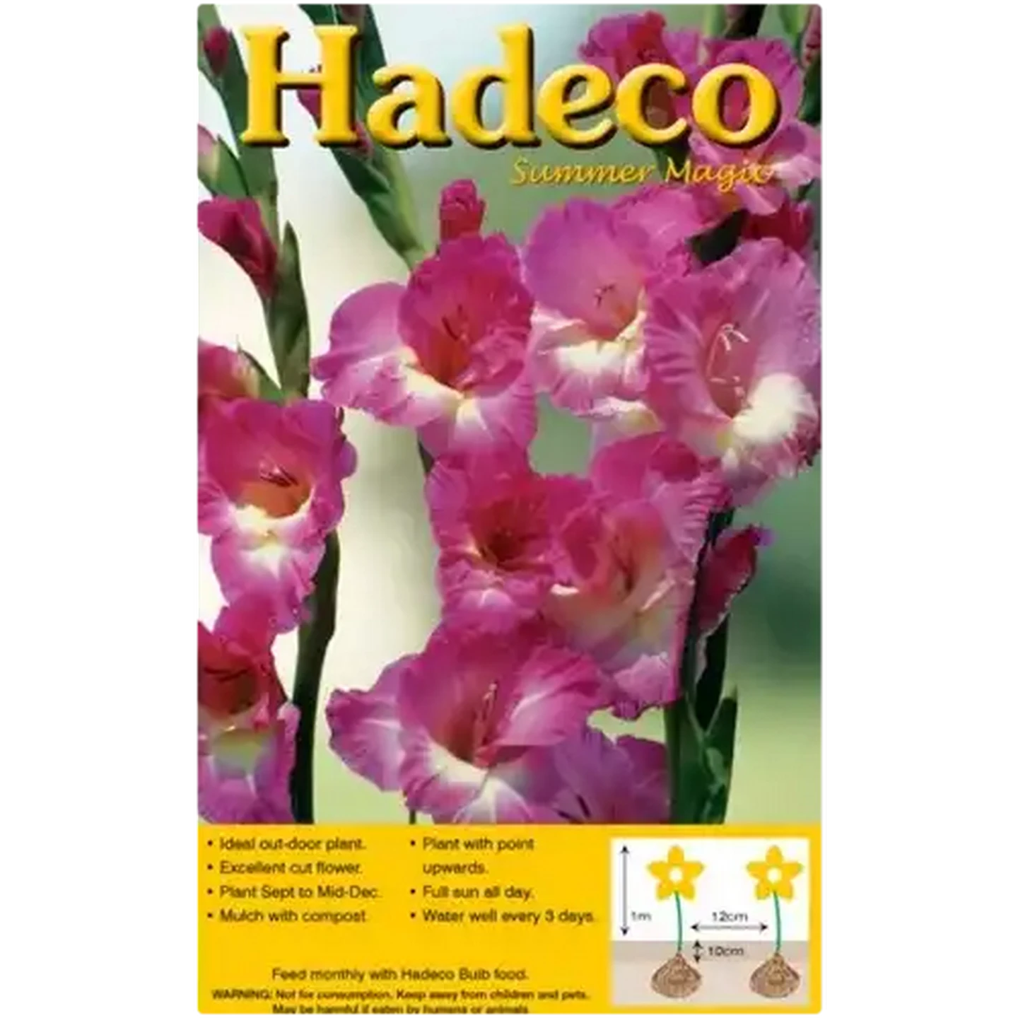Image of Hadeco Summer Magic Purple Blue Gladioli Bulbs 10 Pack