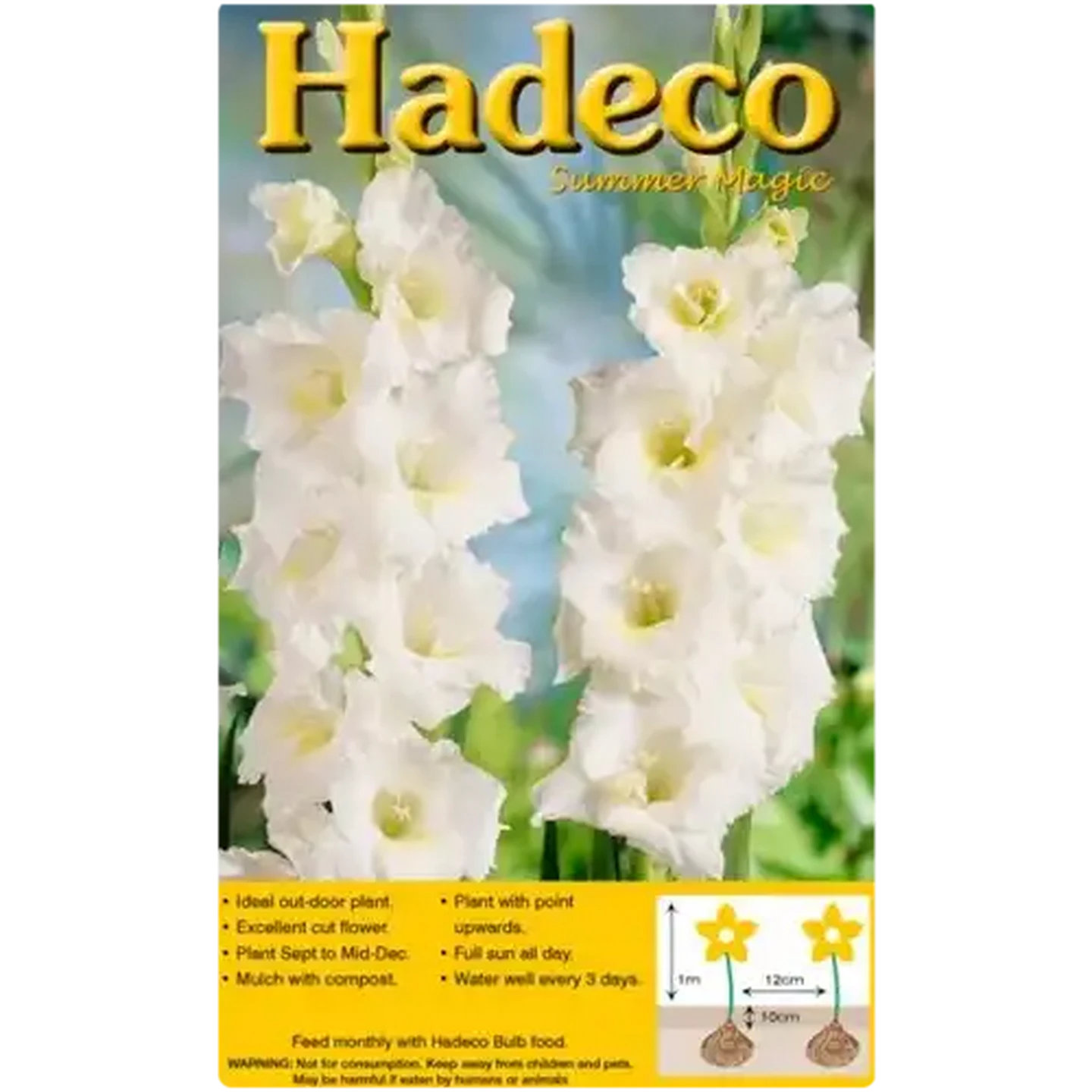 Image of Hadeco White Gladioli Bulbs 7 Pack