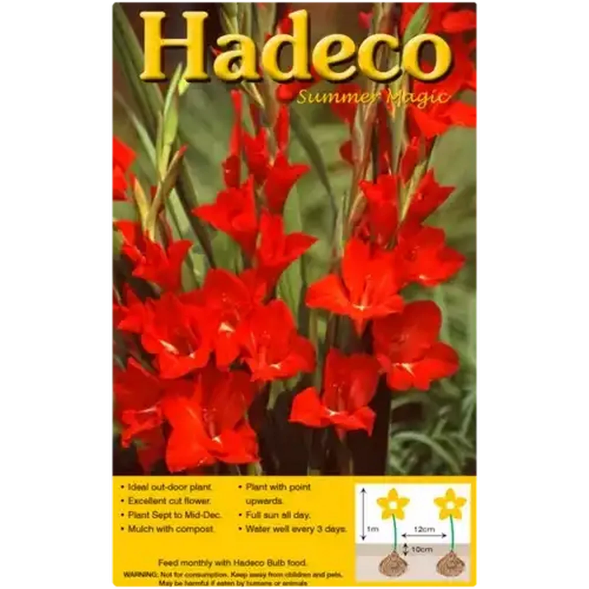 Checkers Sixty60 | Hadeco Summer Magic Red Matador Gladioli Bulbs 10 Pack