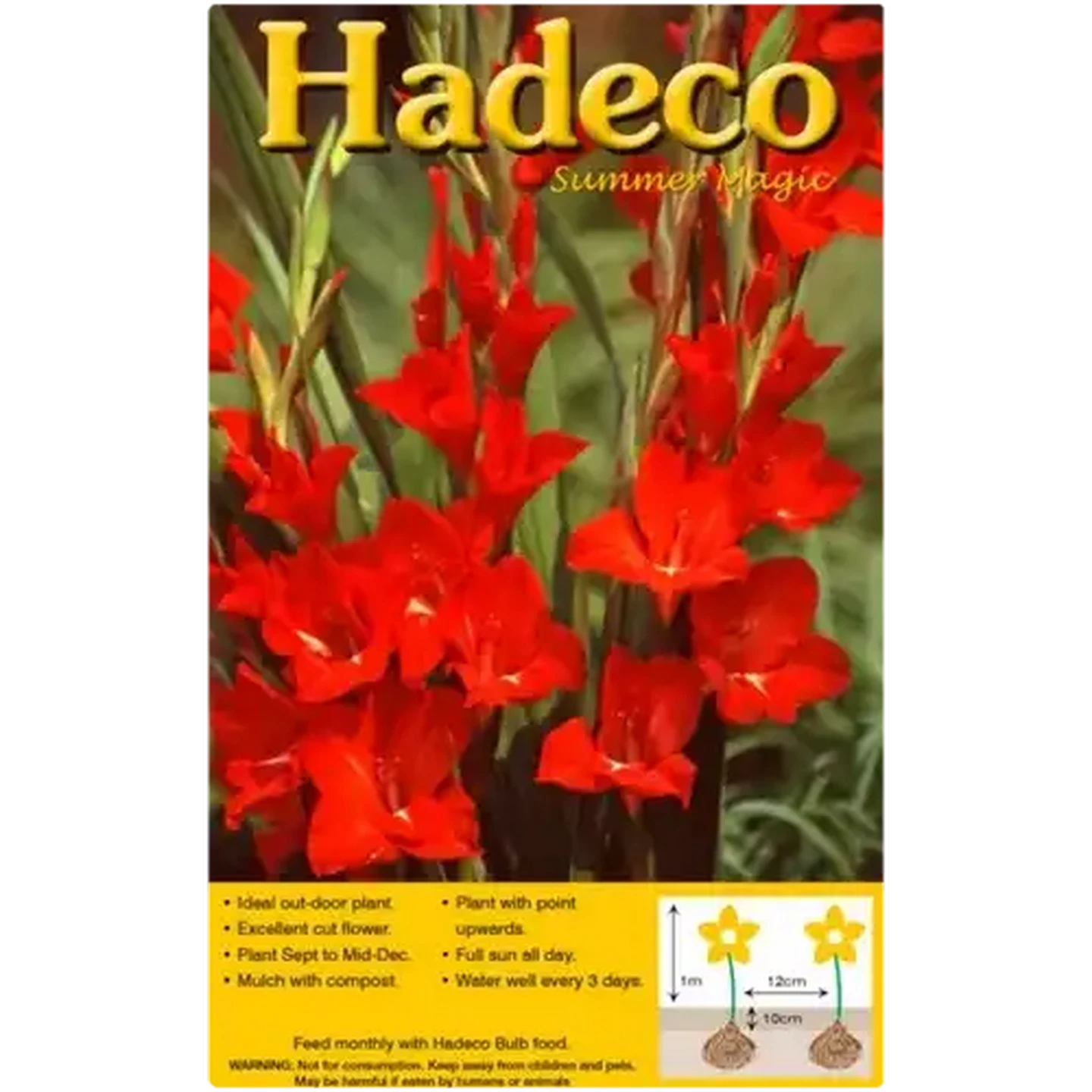 Image of Hadeco Summer Magic Red Matador Gladioli Bulbs 10 Pack