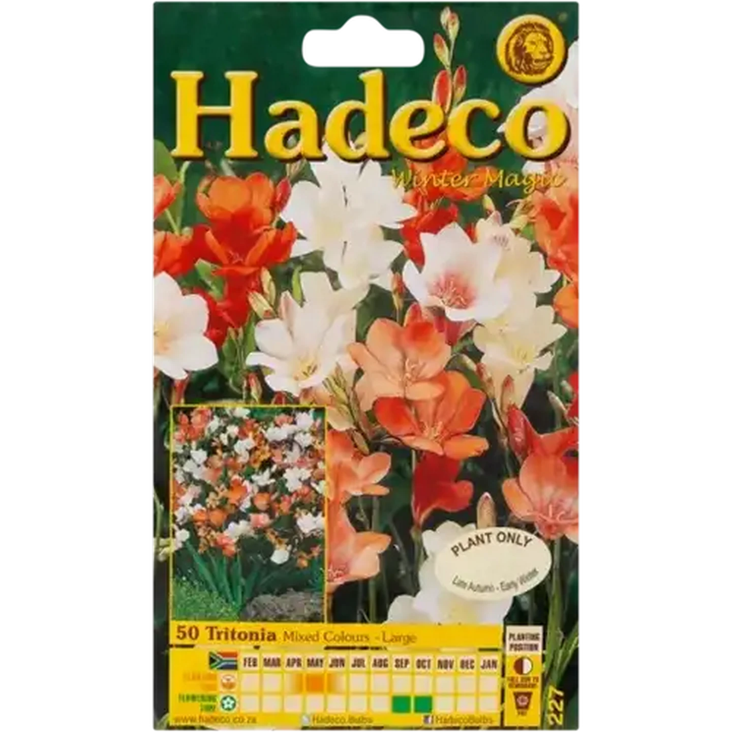 Image of Hadeco Tritonia Mixed Bulbs 50 Pack