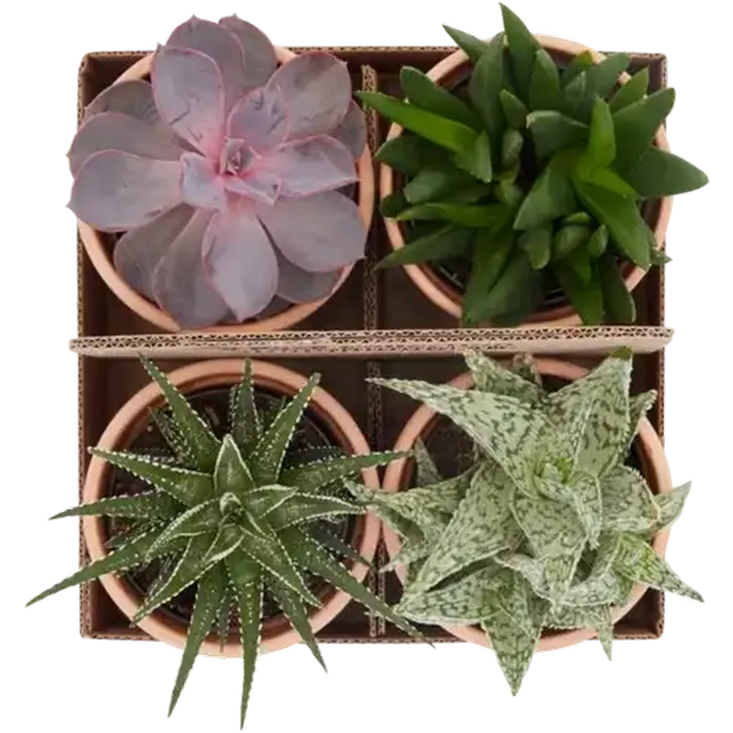 Checkers Sixty60 | Succulent 4s