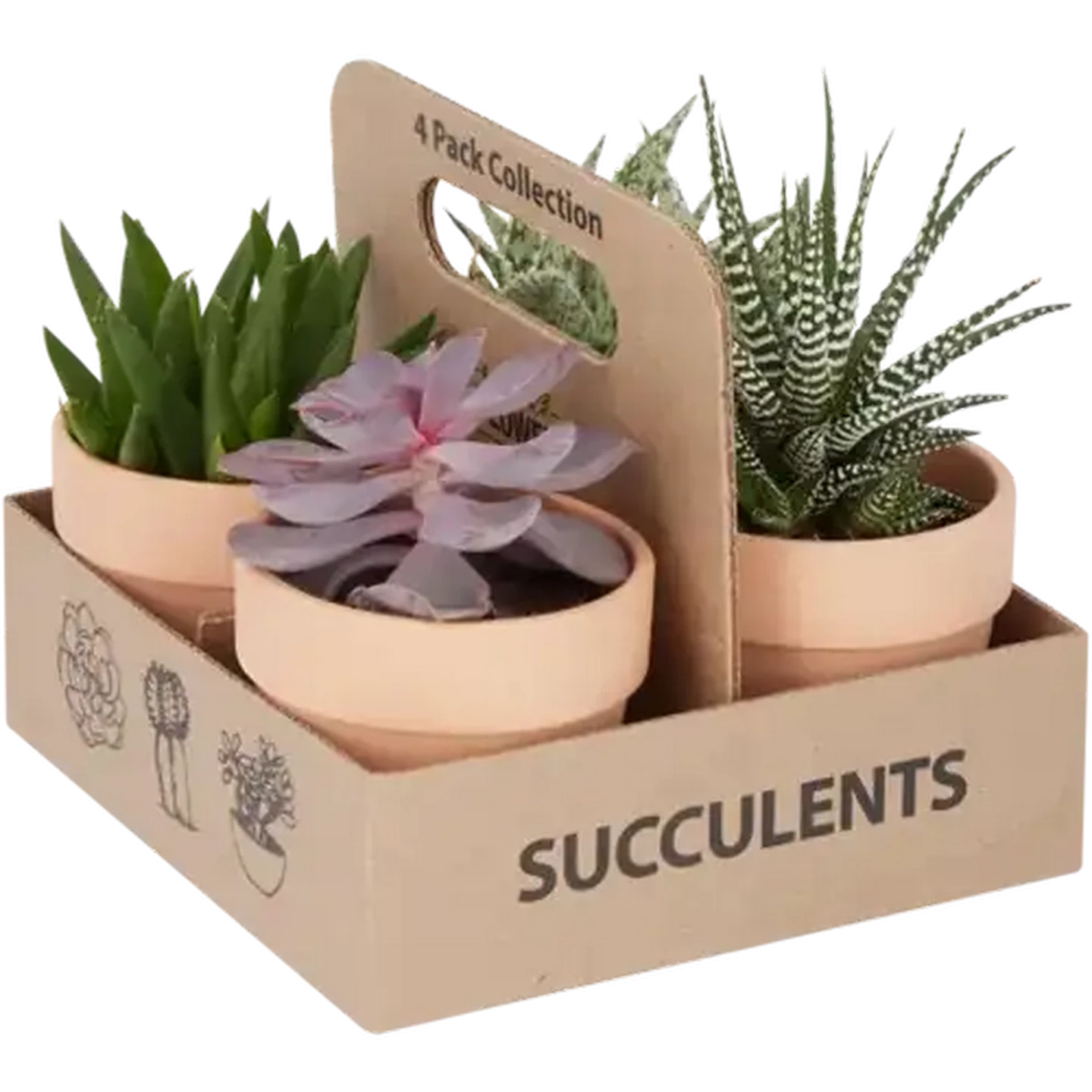 Checkers Sixty60 | Succulent 4s