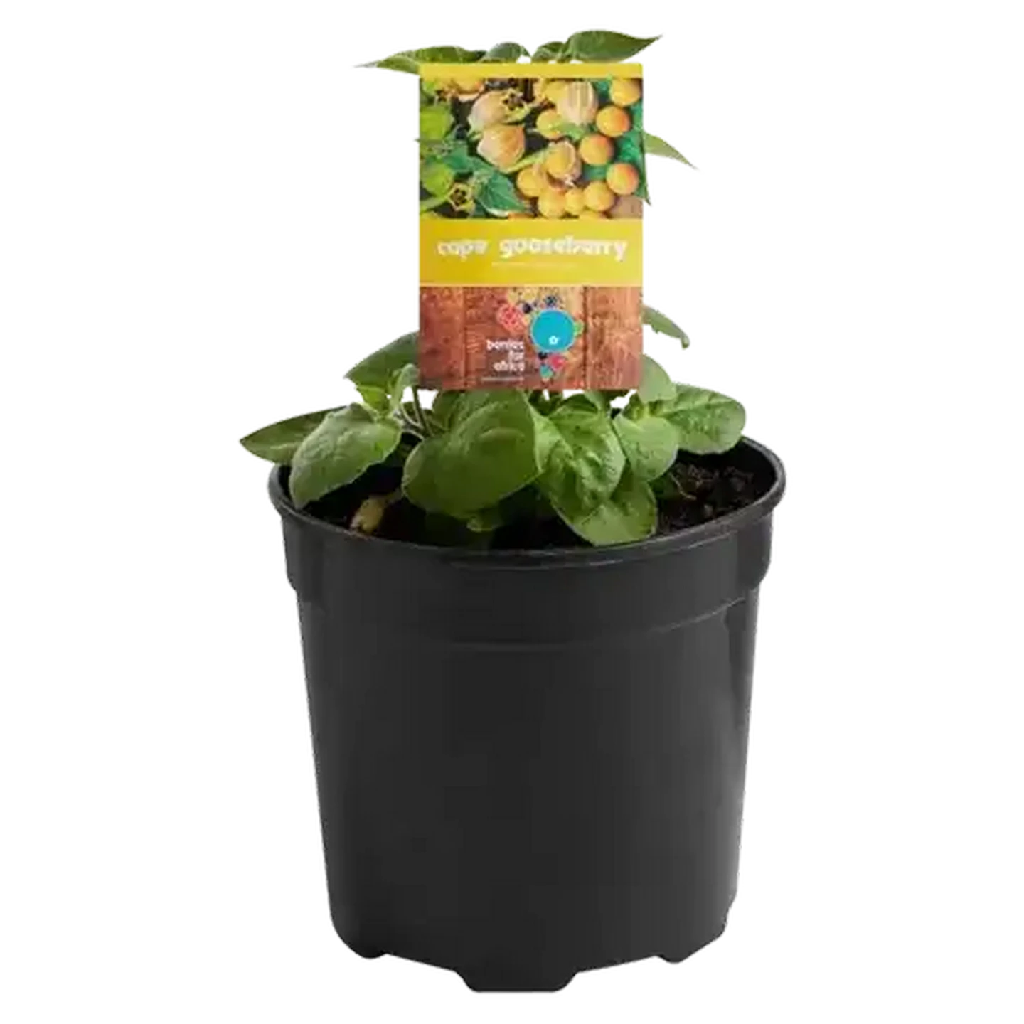 Checkers Sixty60 | Berries For Africa Cape Gooseberry Pot Plant