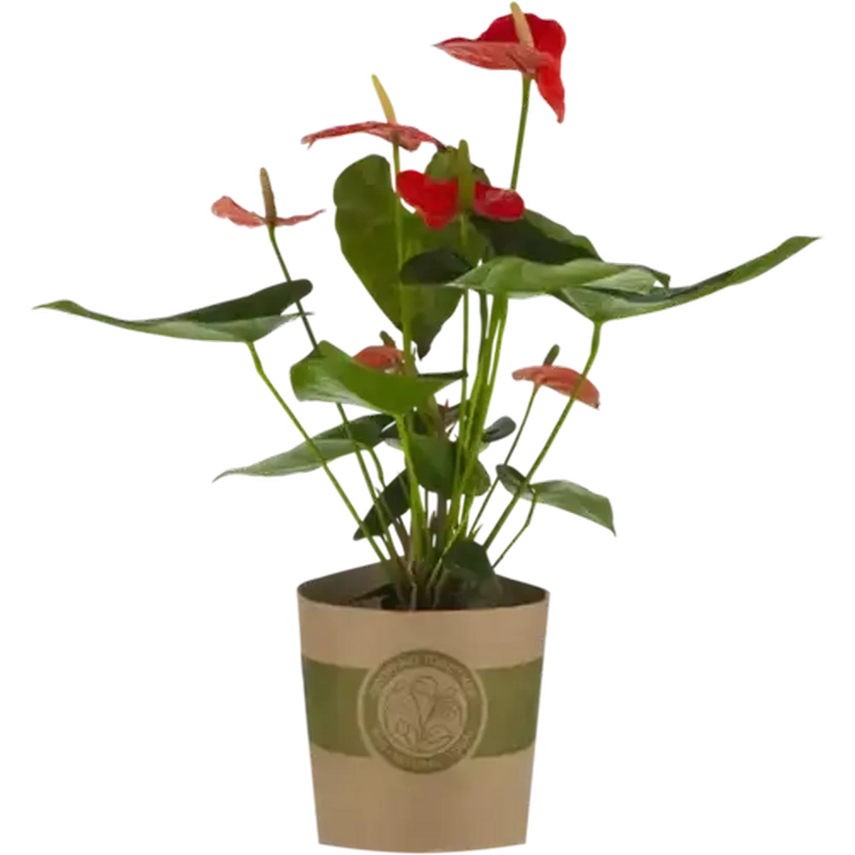 Checkers Sixty60 | Anthurium Pot Plant 19cm