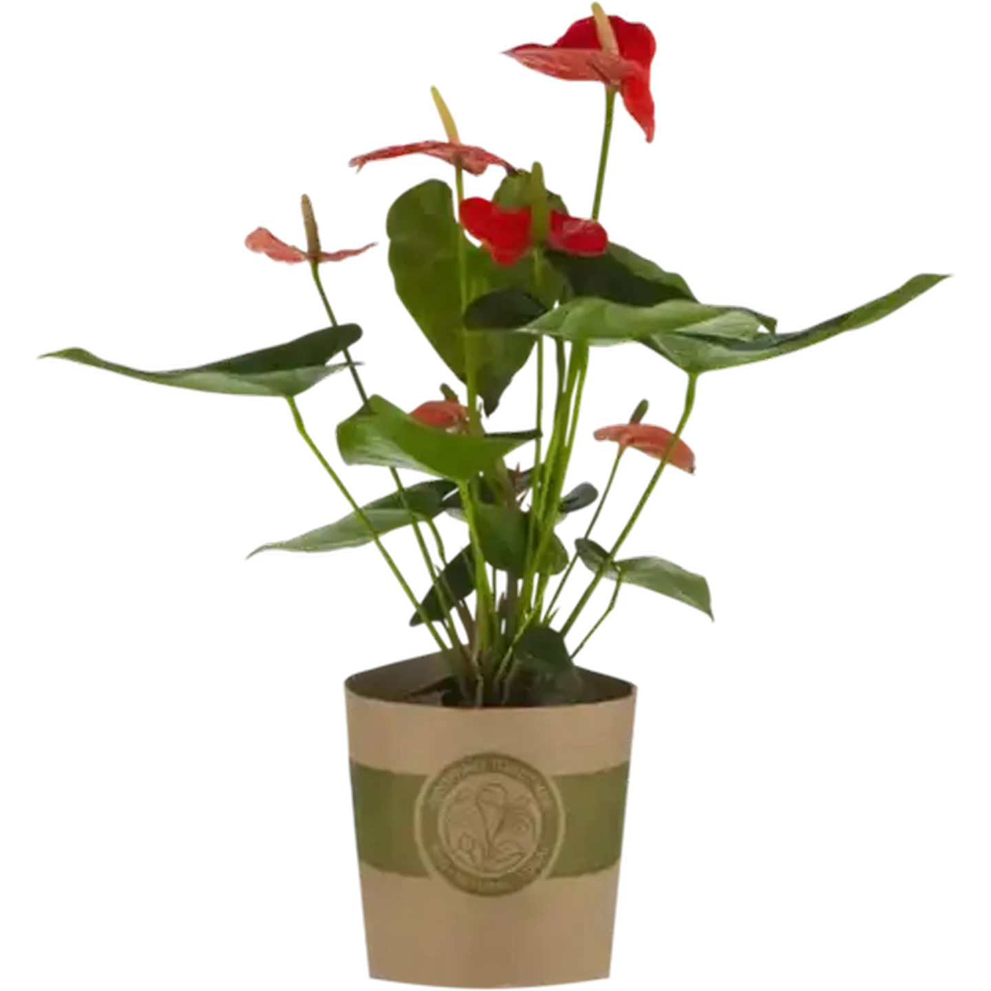 Checkers Sixty60 | Anthurium Pot Plant 19cm