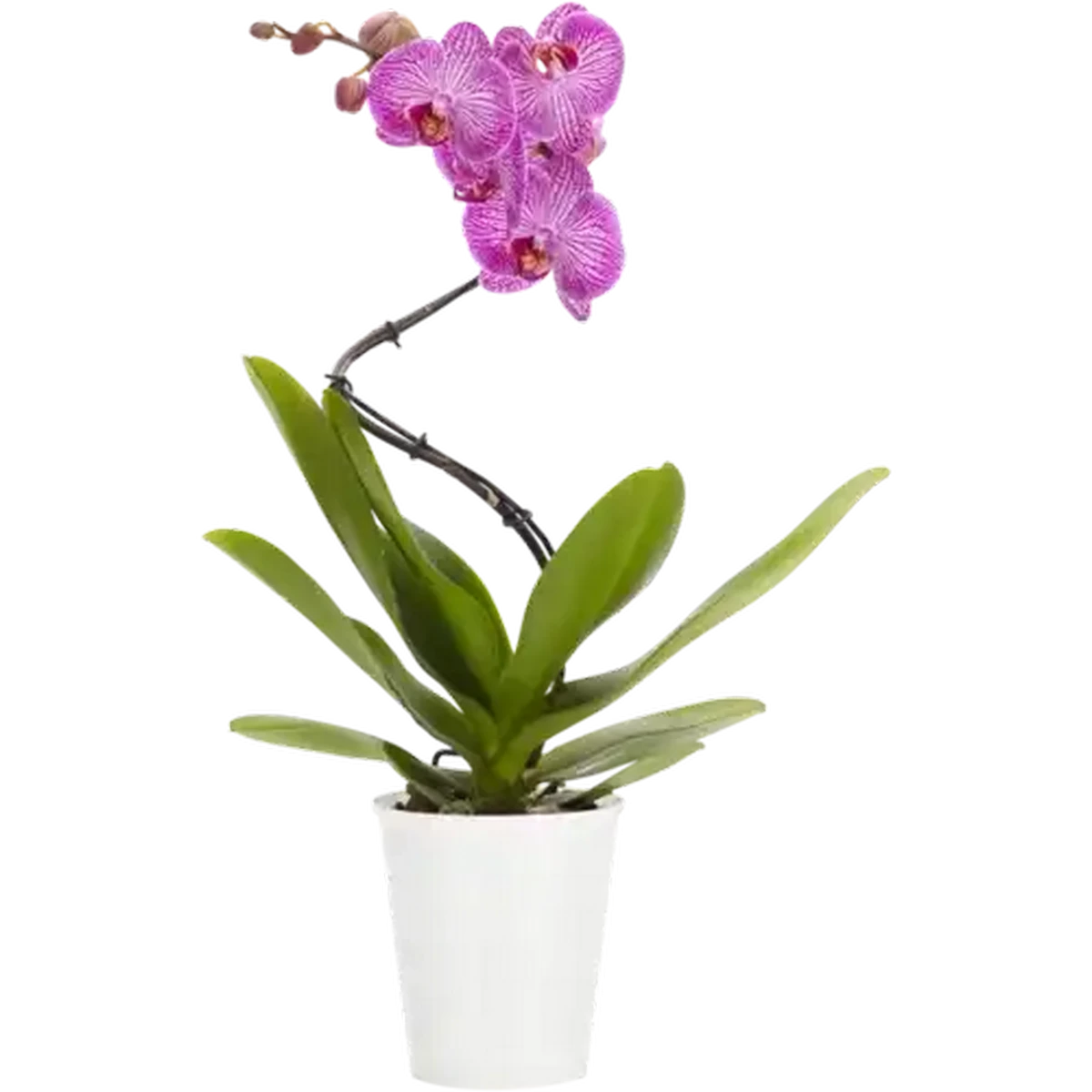 flower•*¨*•.¸♬︎ Checkers Sixty60 | Spiral Phalaenopsis Pot Plant (Type May Vary)