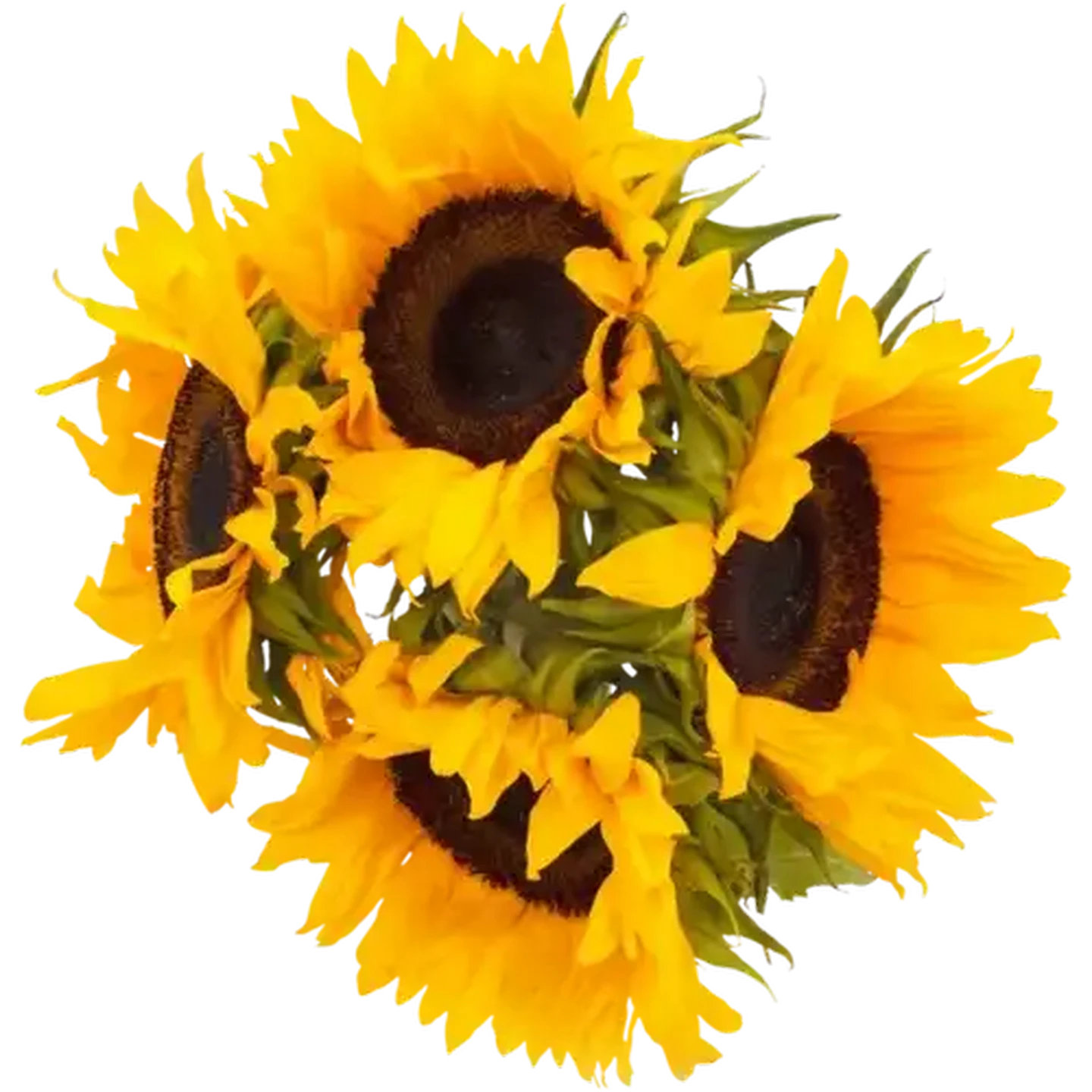 Checkers Sixty60 | Sunflowers Flowers