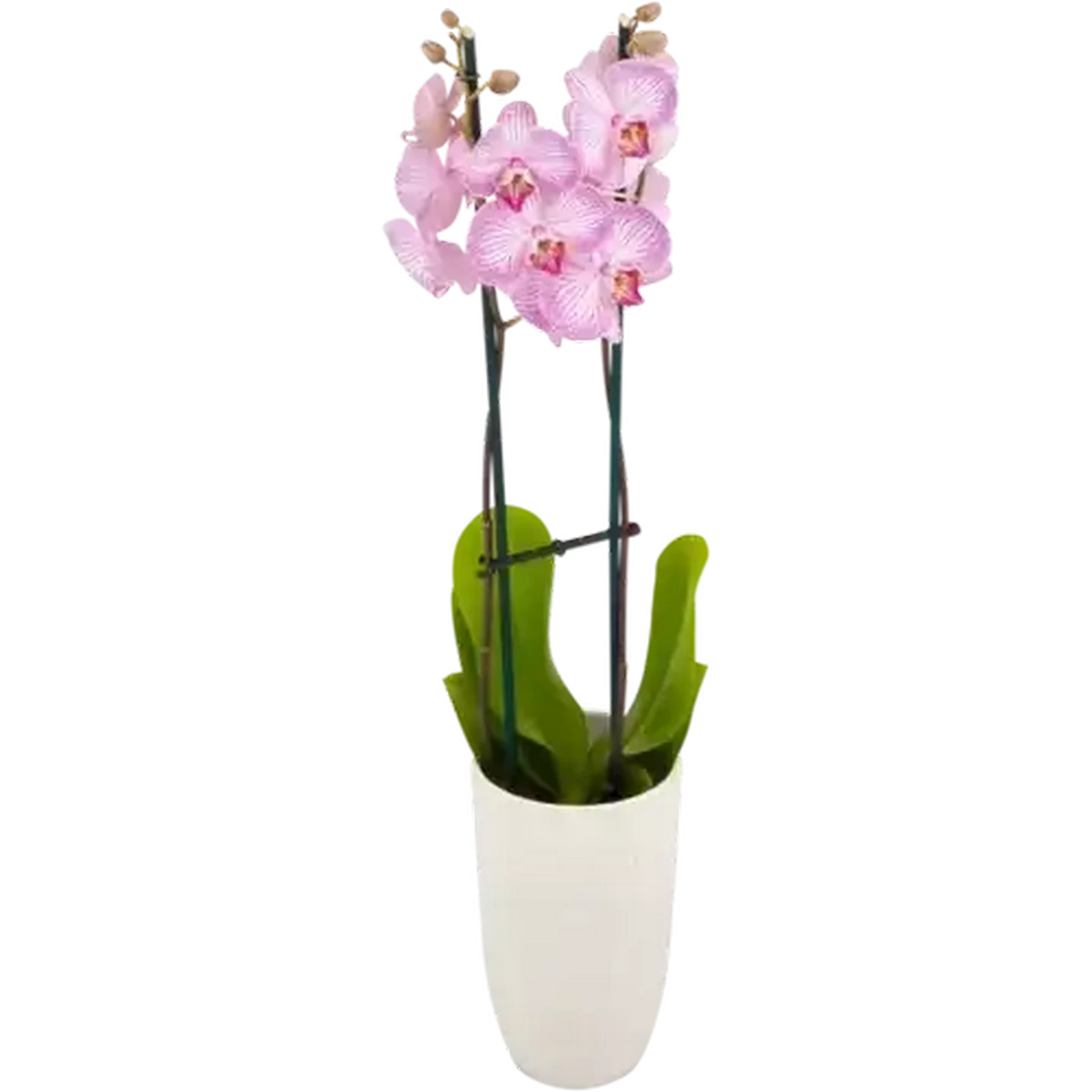 Checkers Sixty60 | Phalaenopsis in Large Ceramic