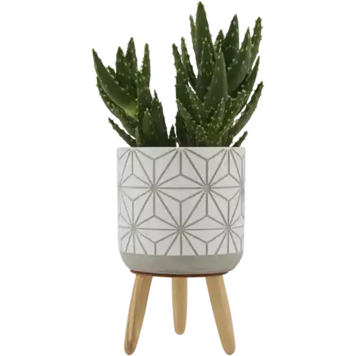 【Mark Borthwick: Are Plants People?】★値下げ Checkers Sixty60 | Succulent Tripod Pot Plant