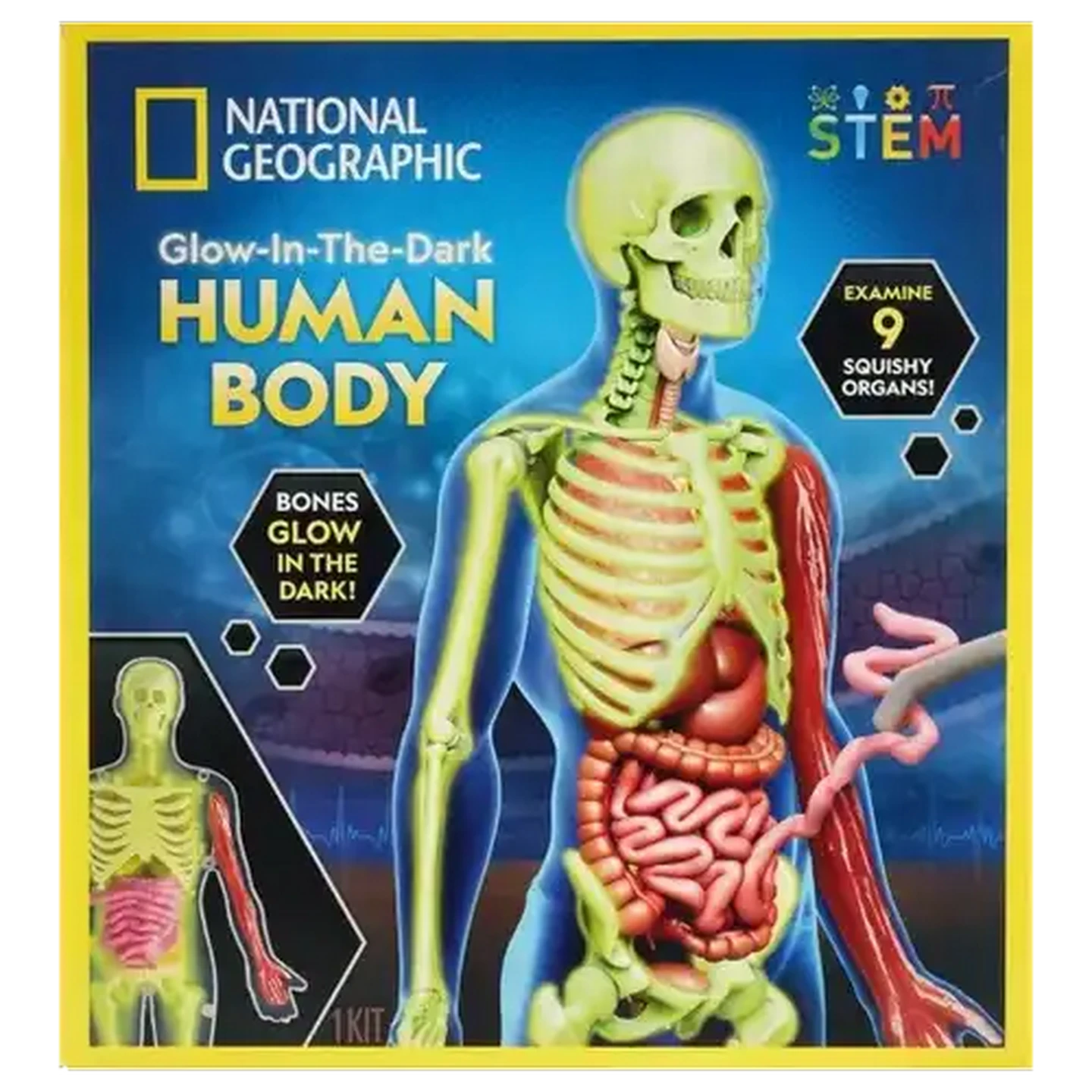 Checkers Sixty60 | National Geographic Glow-In-The-Dark Human Body
