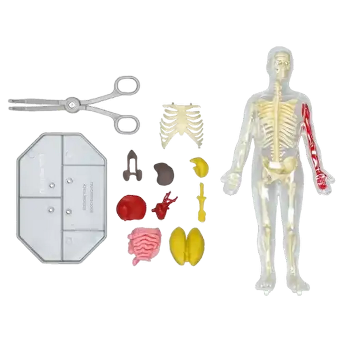 Checkers Sixty60 | National Geographic Glow-In-The-Dark Human Body