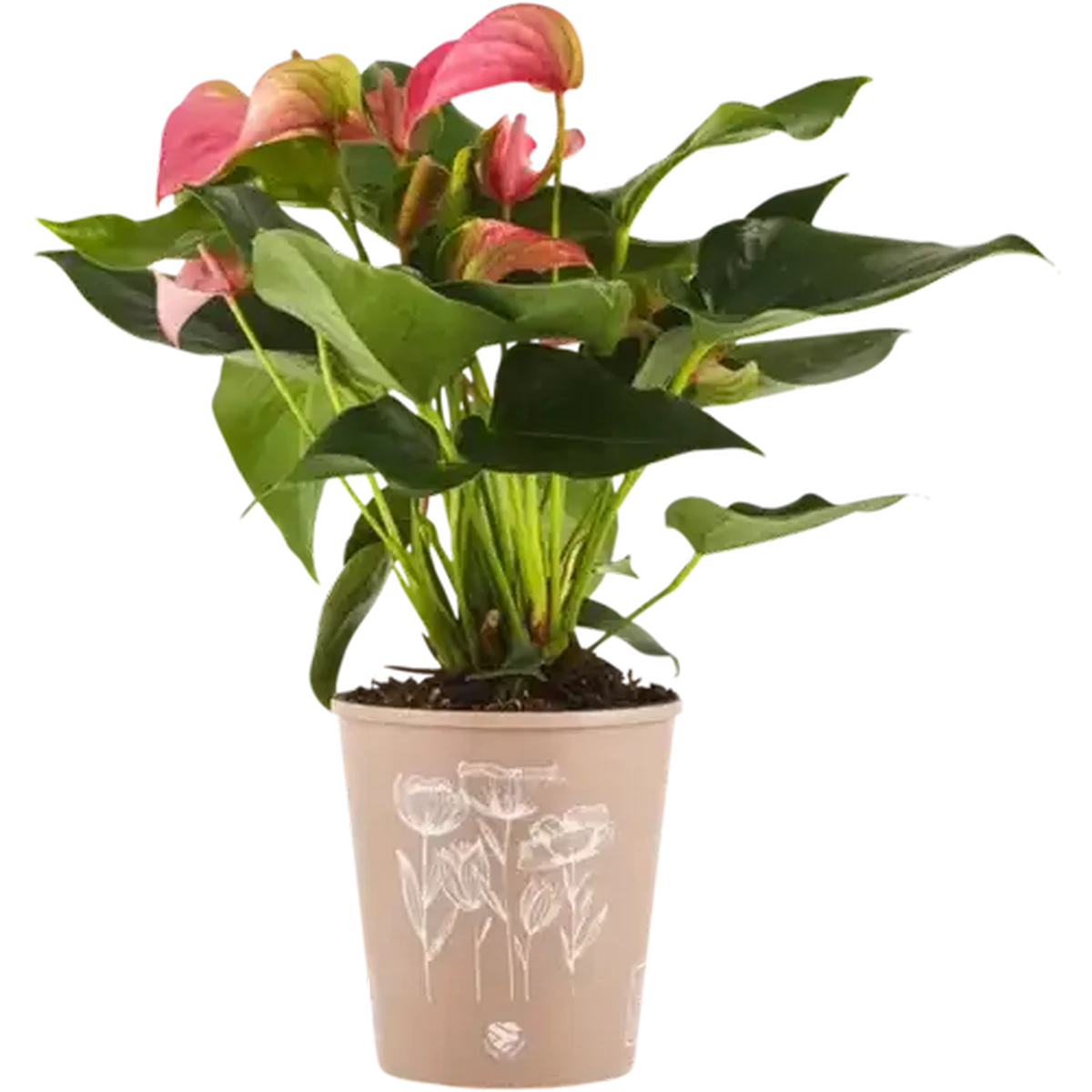 Checkers Sixty60 | Anthurium Pot Plant 14cm (Colour May Vary)